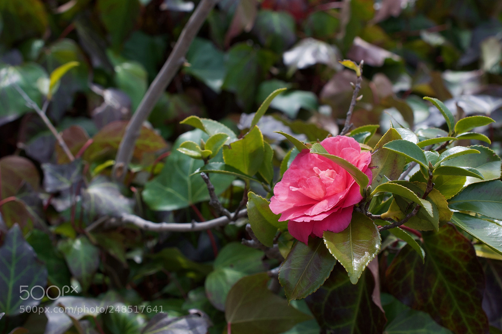 Nikon D90 sample photo. Red flower photography