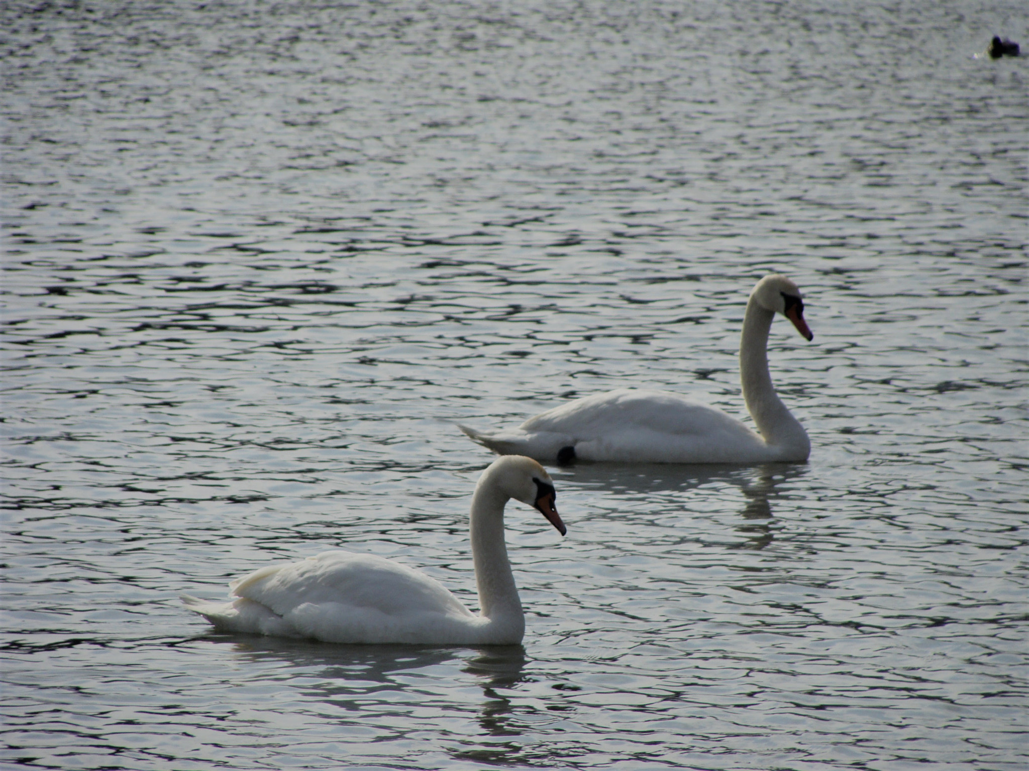 Sony Cyber-shot DSC-H10 sample photo. Swans photography