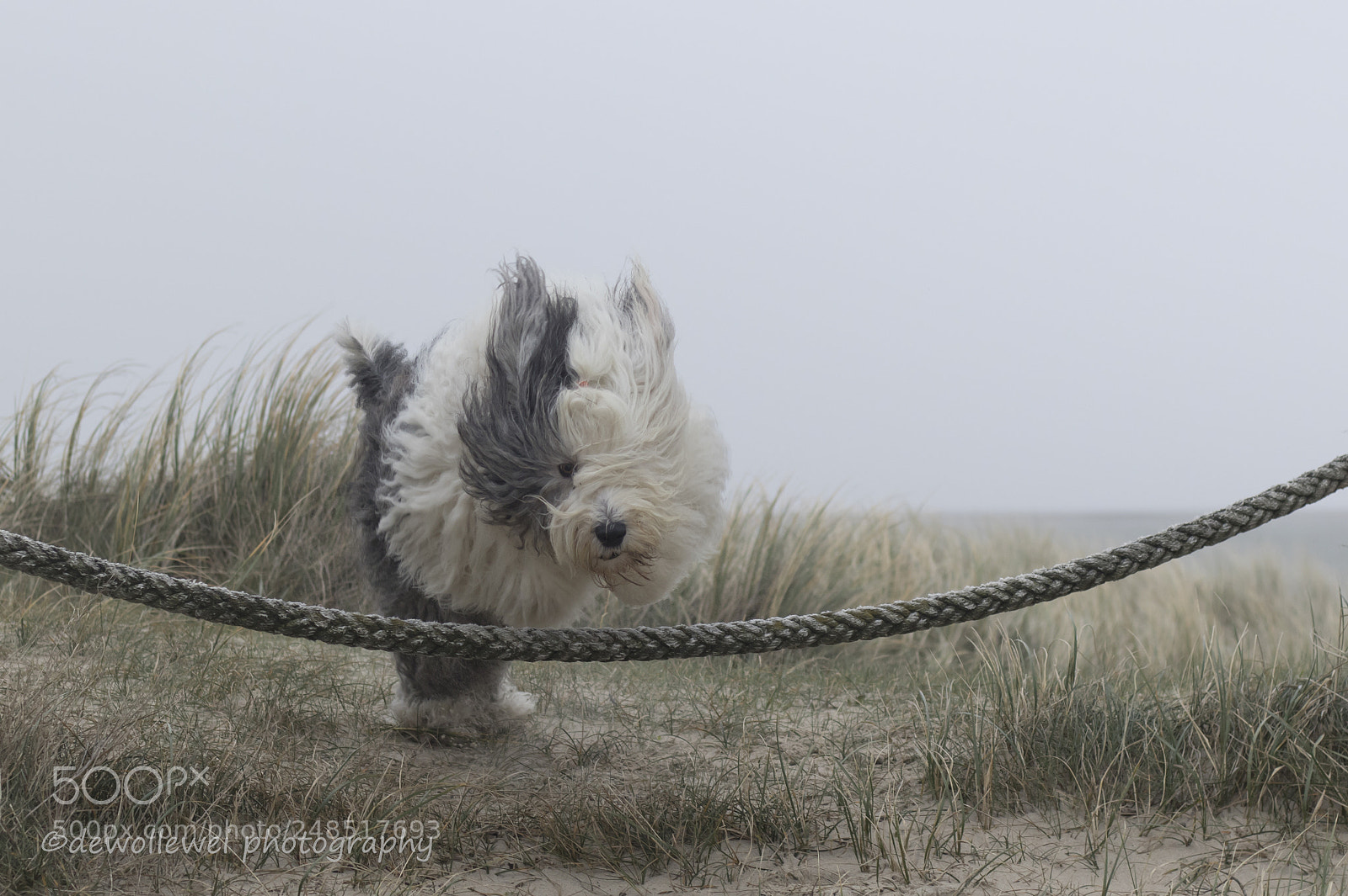 Canon EOS 7D Mark II sample photo. Scarlett's jump photography