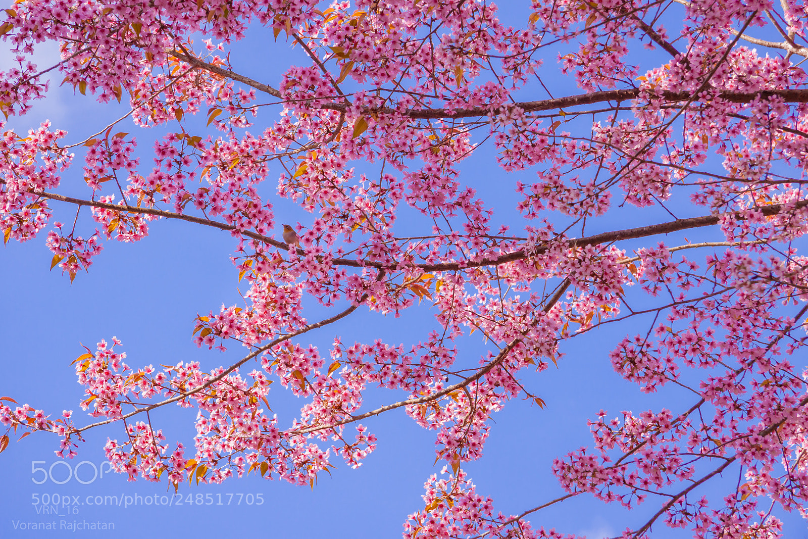 Canon EOS 50D sample photo. Blossoming photography