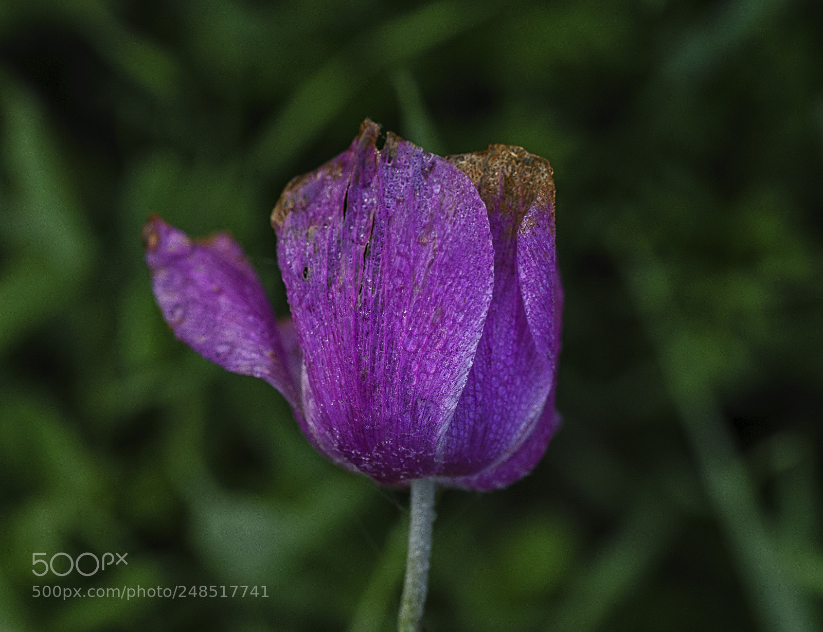 Sony a7 sample photo. Morning dew photography