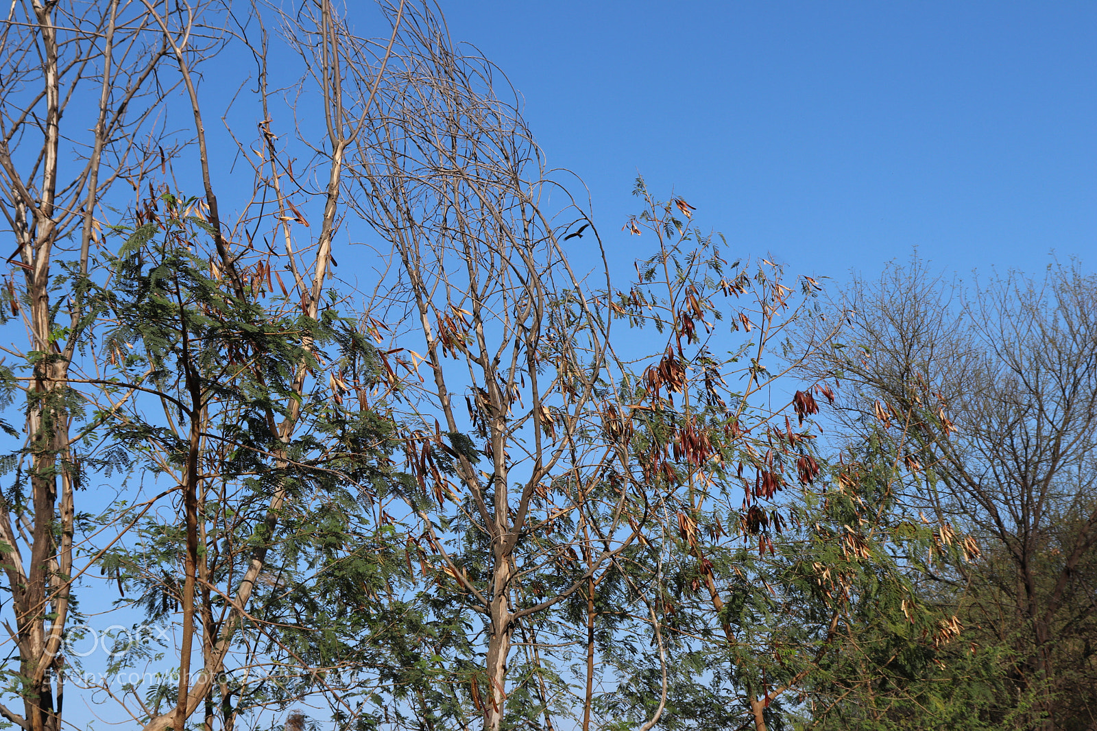 Canon EOS 200D (EOS Rebel SL2 / EOS Kiss X9) sample photo. Braches again photography