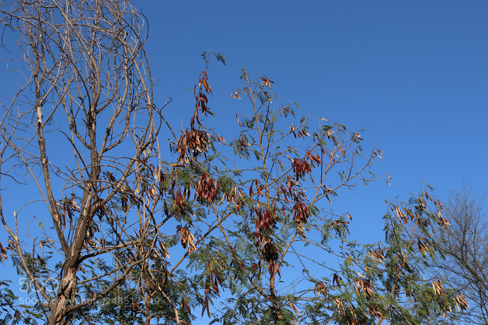 Canon EOS 200D (EOS Rebel SL2 / EOS Kiss X9) sample photo. Branches photography