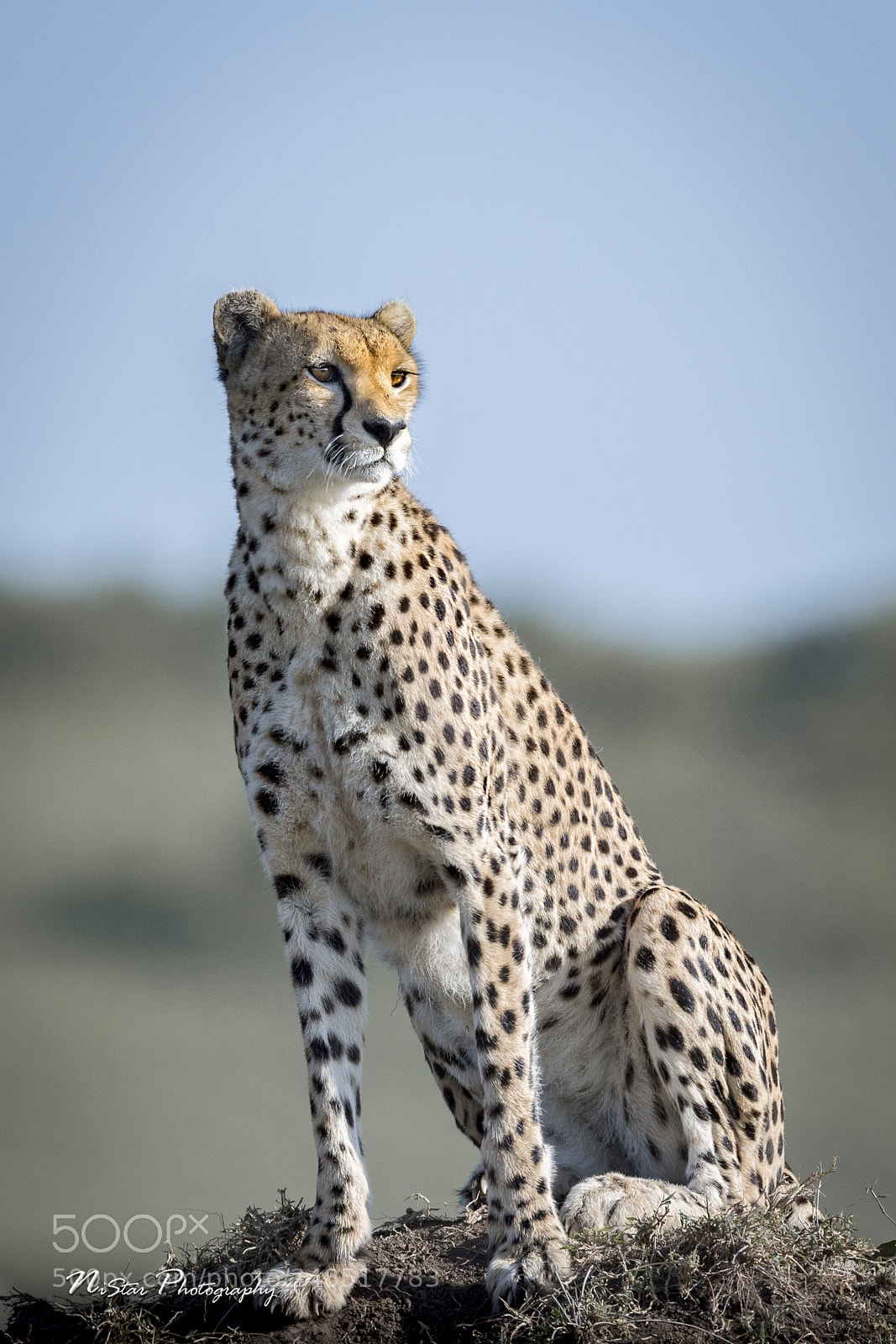 Nikon D5 sample photo. Good old cheetah photography