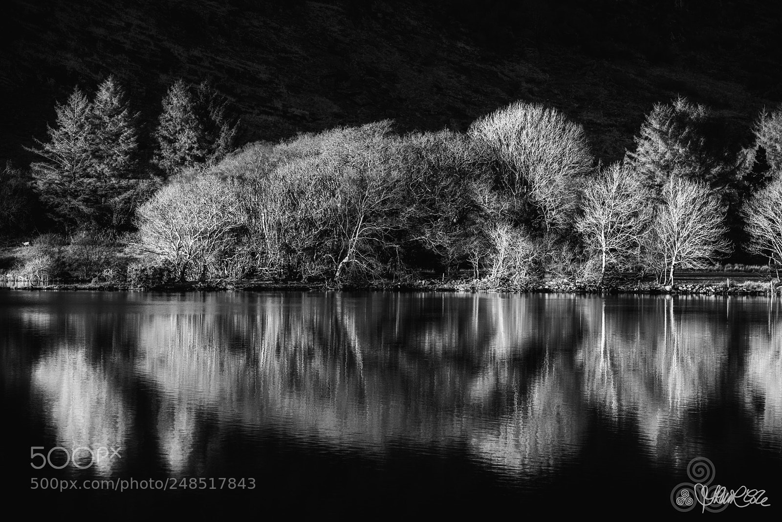 Nikon D810 sample photo. Trees with winter reflections photography