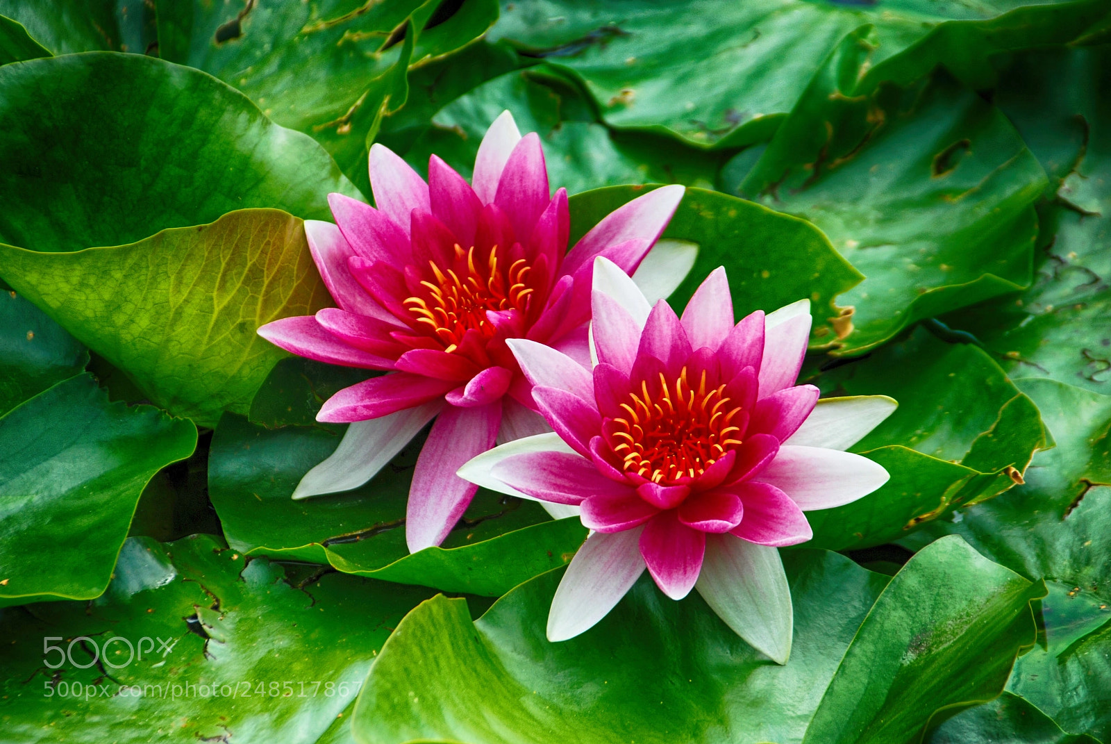Nikon D80 sample photo. Water lilies in pairs photography