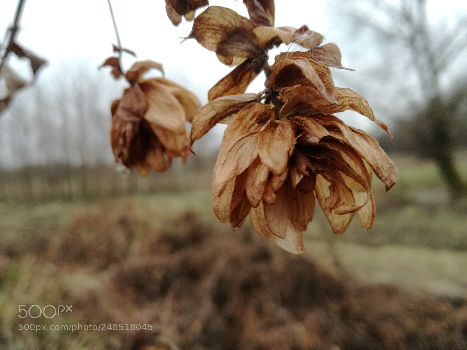 HUAWEI P9 LITE sample photo. Untitled photography