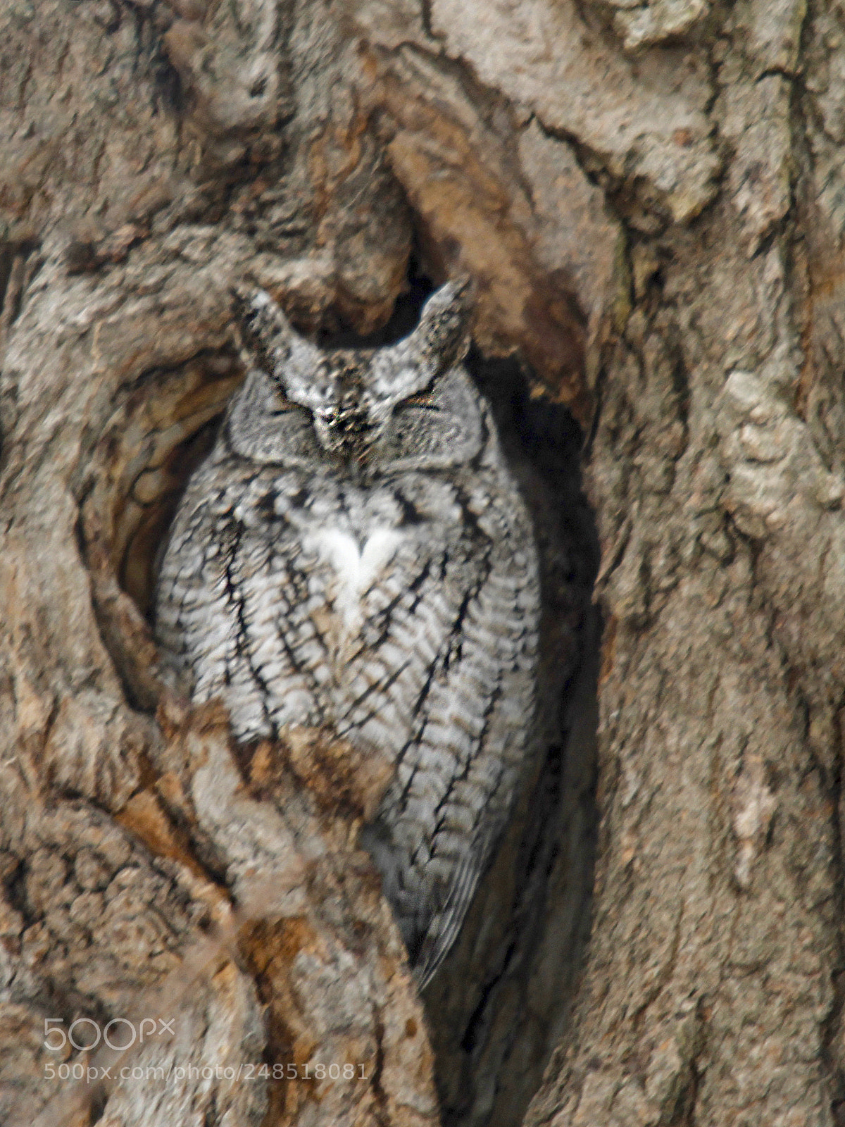 Canon EOS 7D sample photo. Eastern screech-owl photography