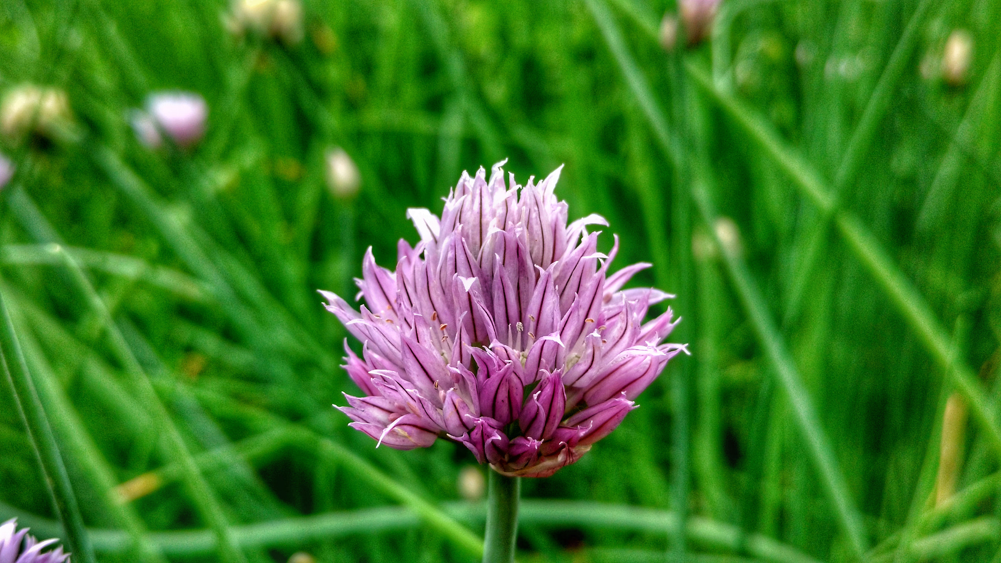 Motorola Moto X Play sample photo. Study in pink photography