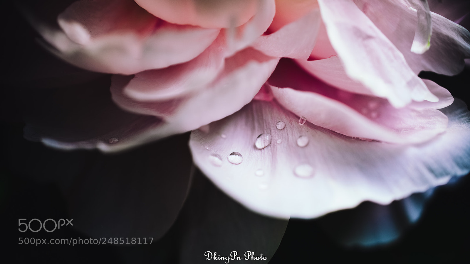 Nikon D800 sample photo. Untitled photography