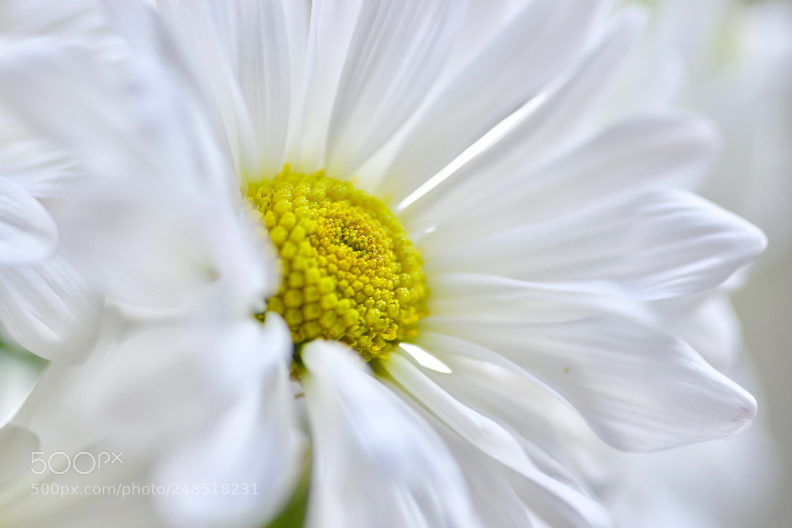 Nikon D610 sample photo. A little spring on photography