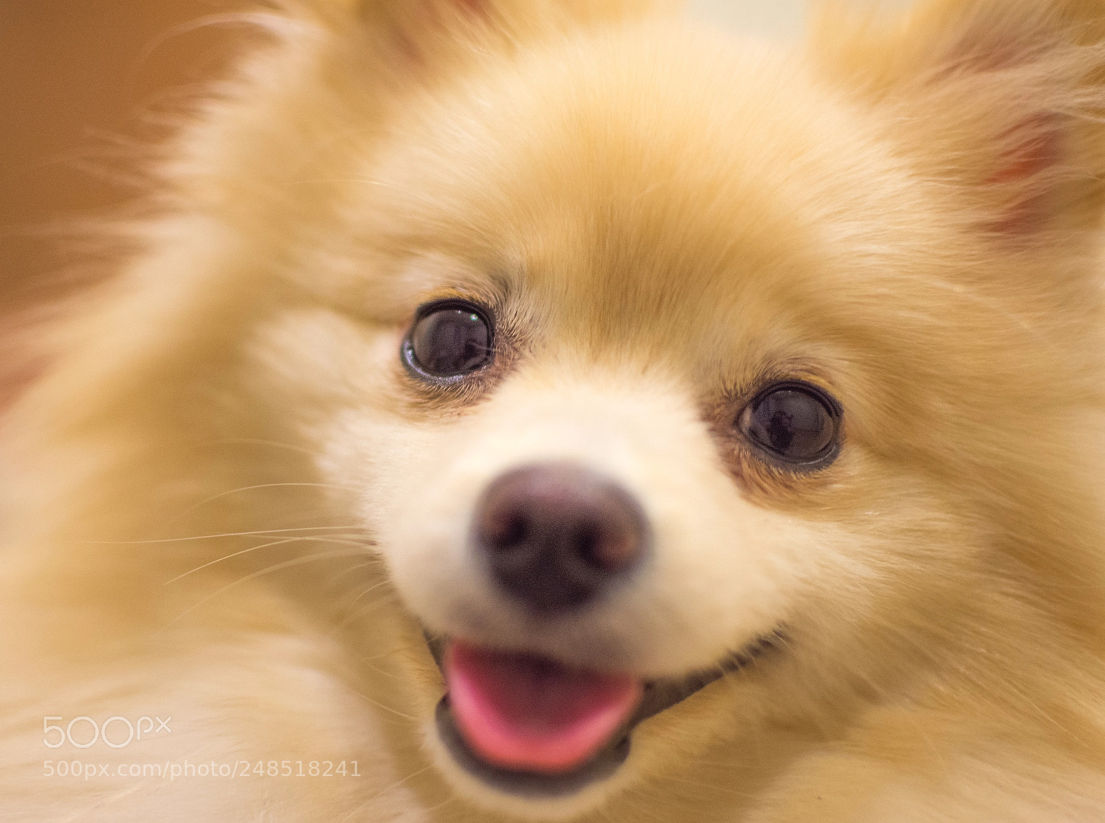 Nikon D7200 sample photo. Puppies photography