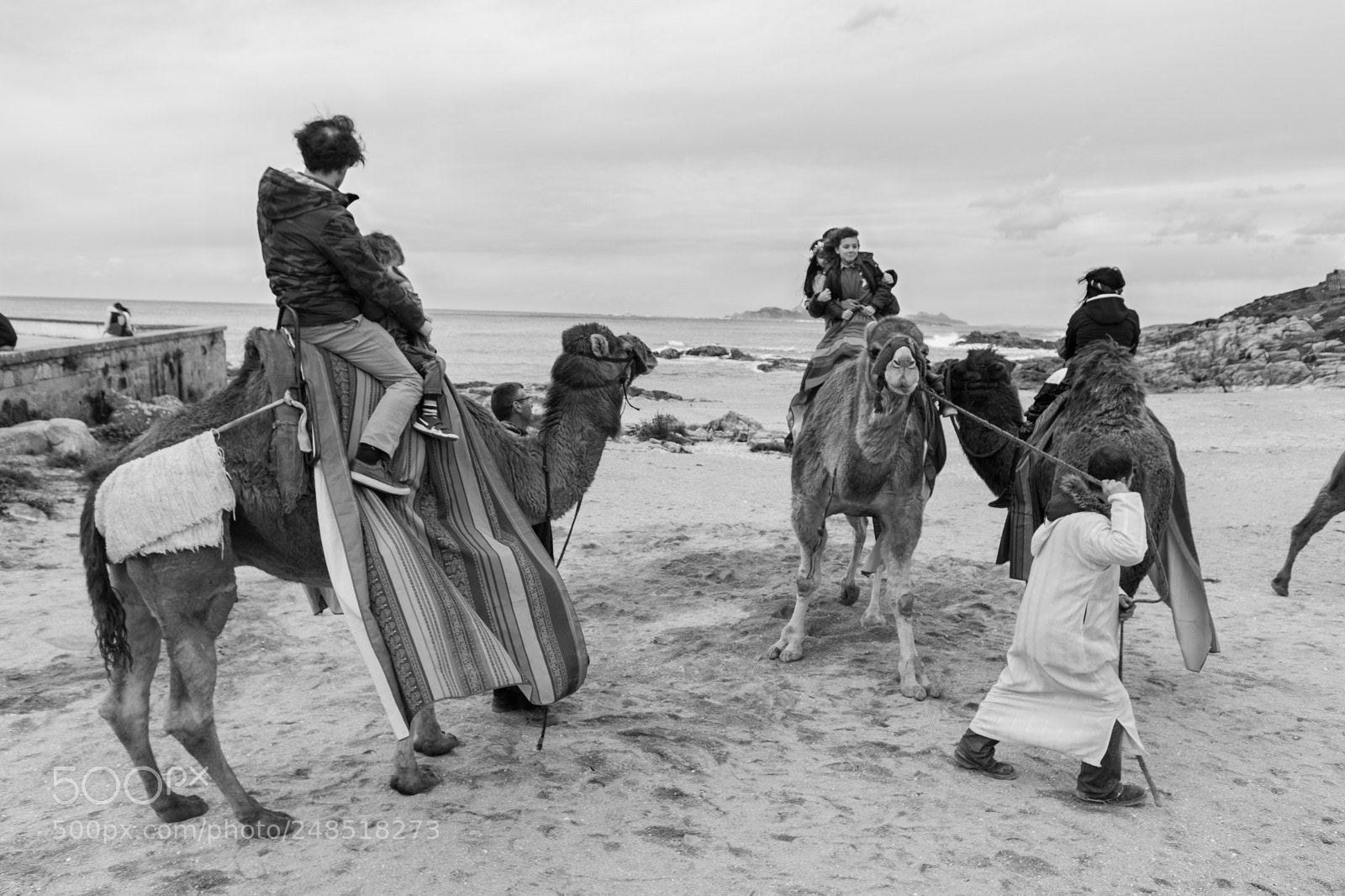 Canon EOS 80D sample photo. Camels photography