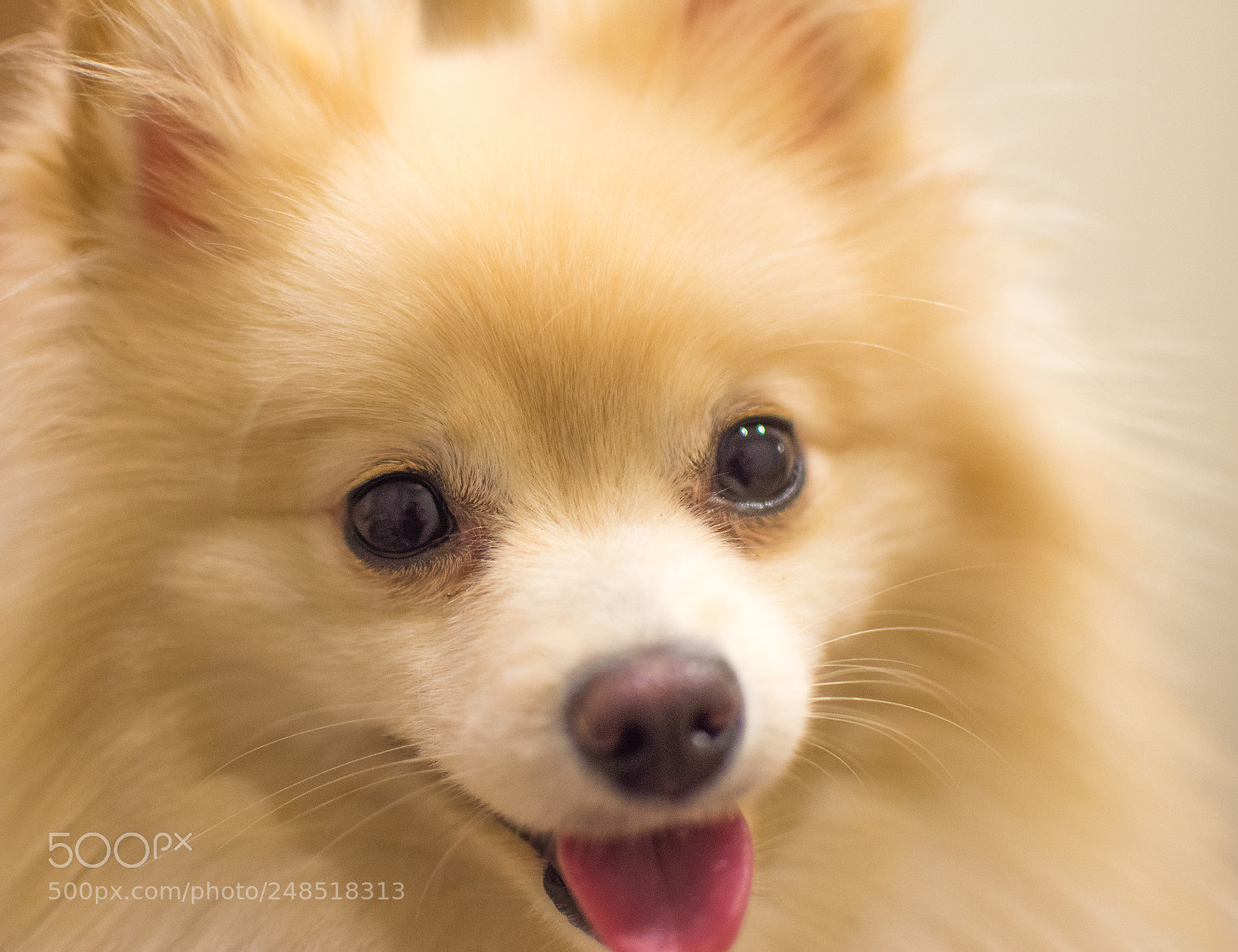 Nikon D7200 sample photo. Puppies photography