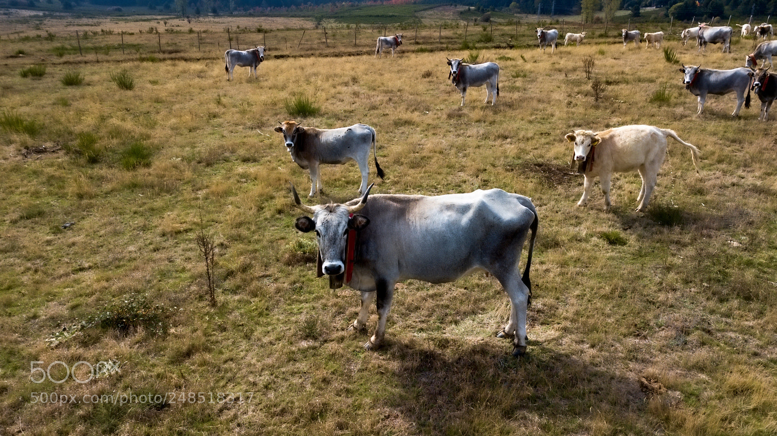 DJI FC220 sample photo. Cow portrait photography