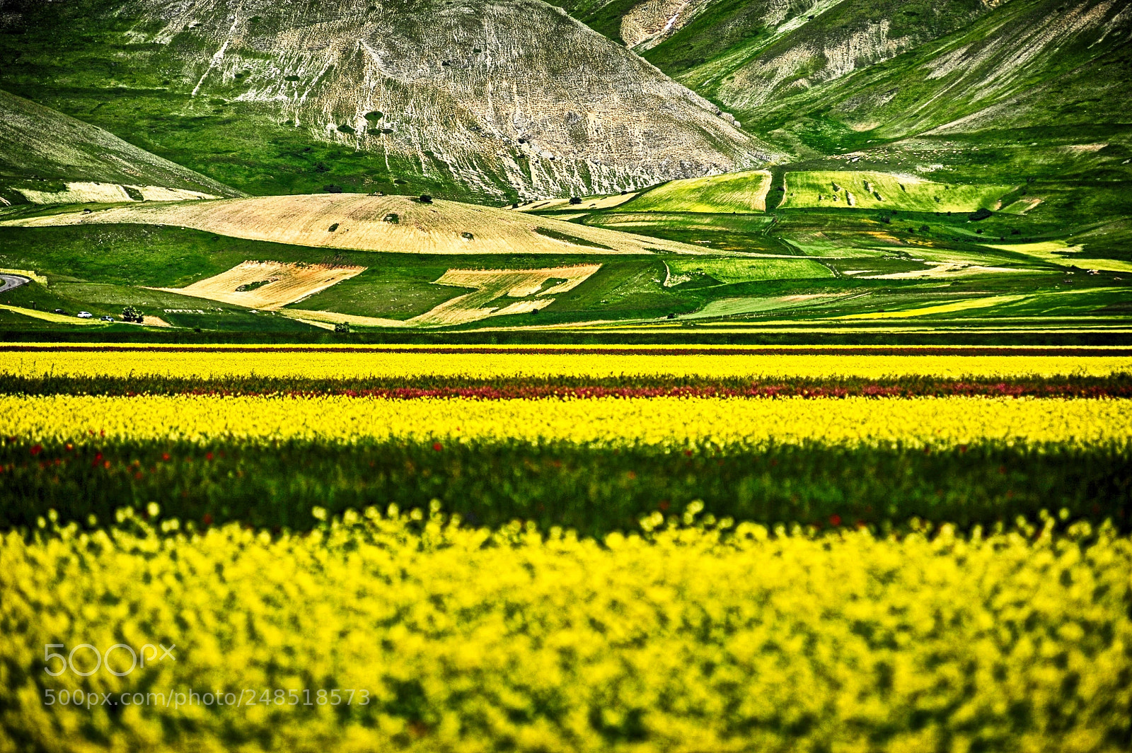 Nikon D700 sample photo. Fields in castelluccio photography