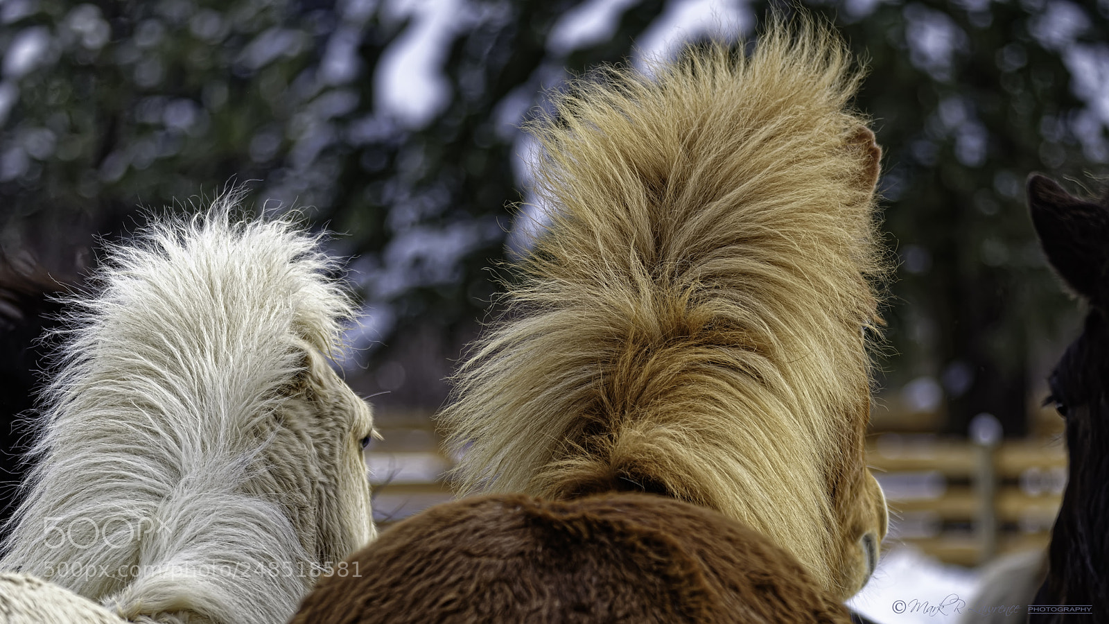 Nikon D810 sample photo. Always listening photography
