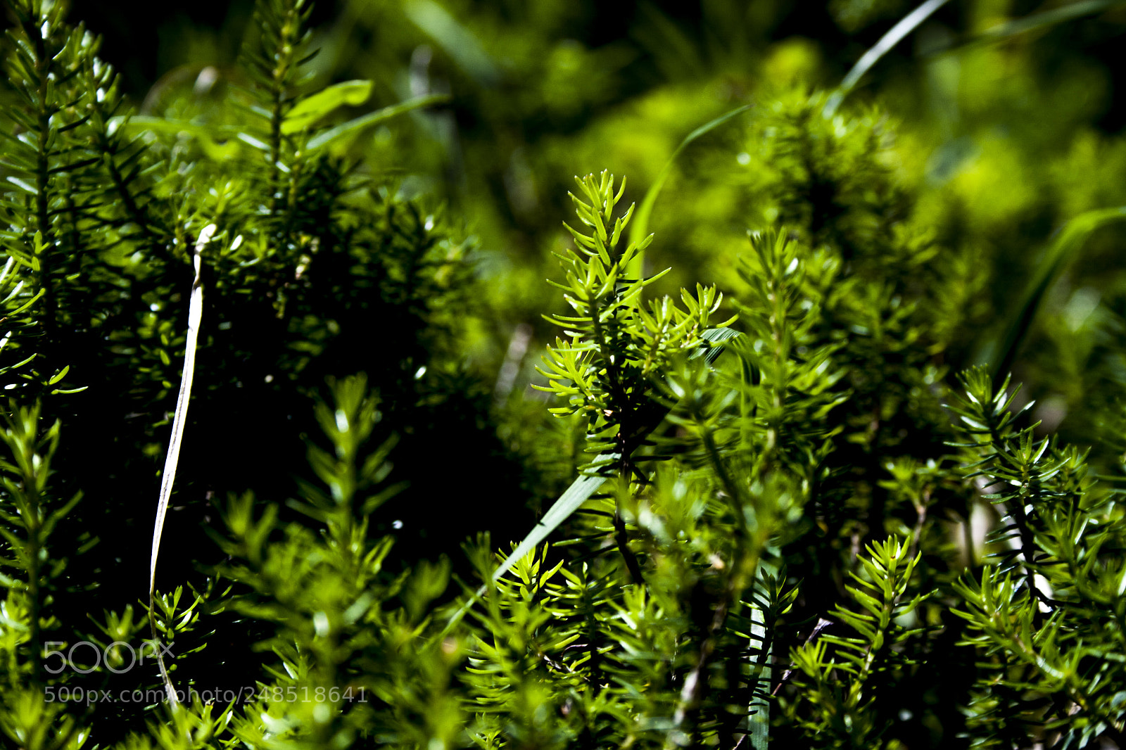Canon EOS 400D (EOS Digital Rebel XTi / EOS Kiss Digital X) sample photo. Little pines photography
