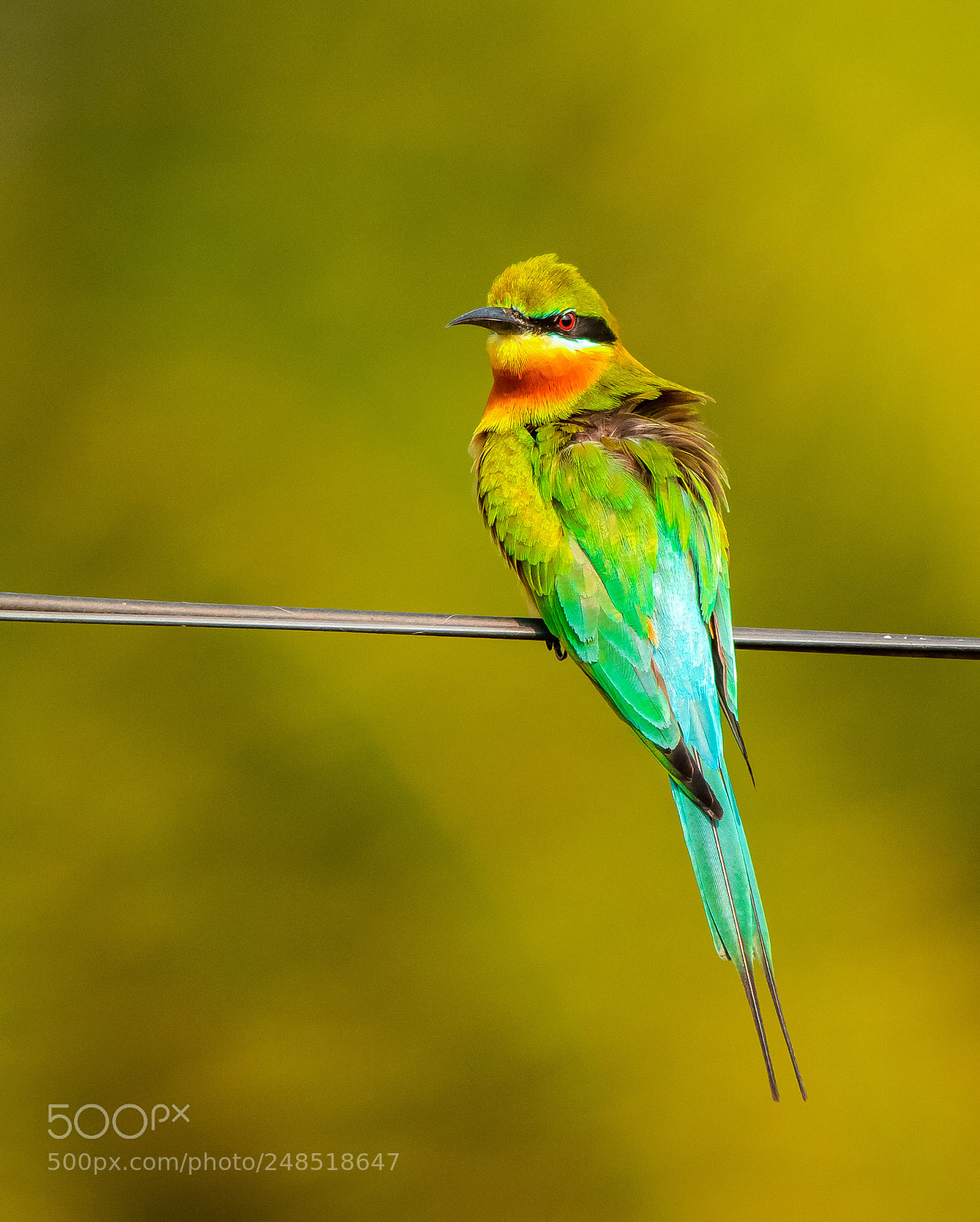 Nikon D7100 sample photo. Blue tailed beeater photography