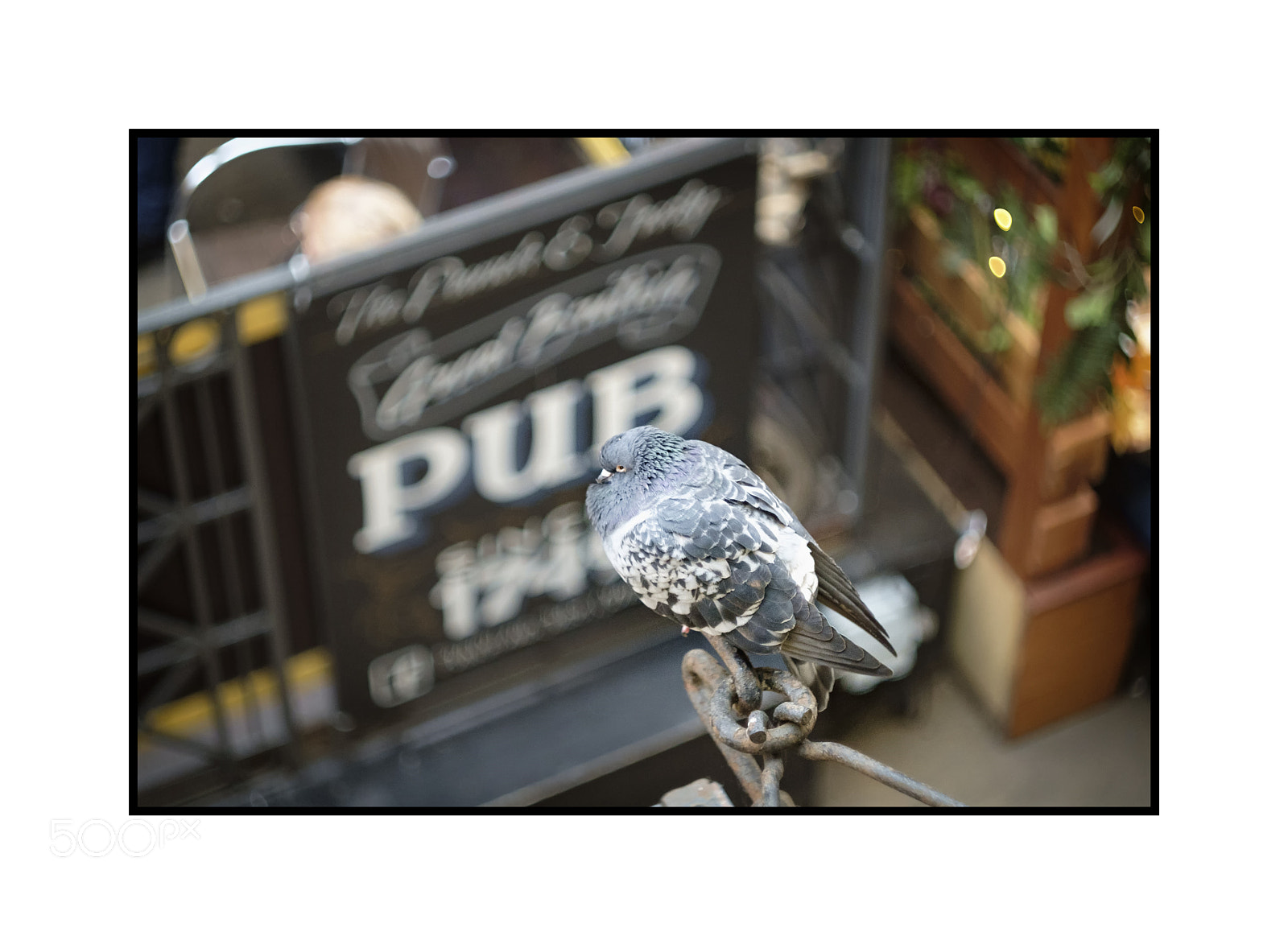 Fujifilm X-E1 sample photo. Pub pidgeon covent garden photography