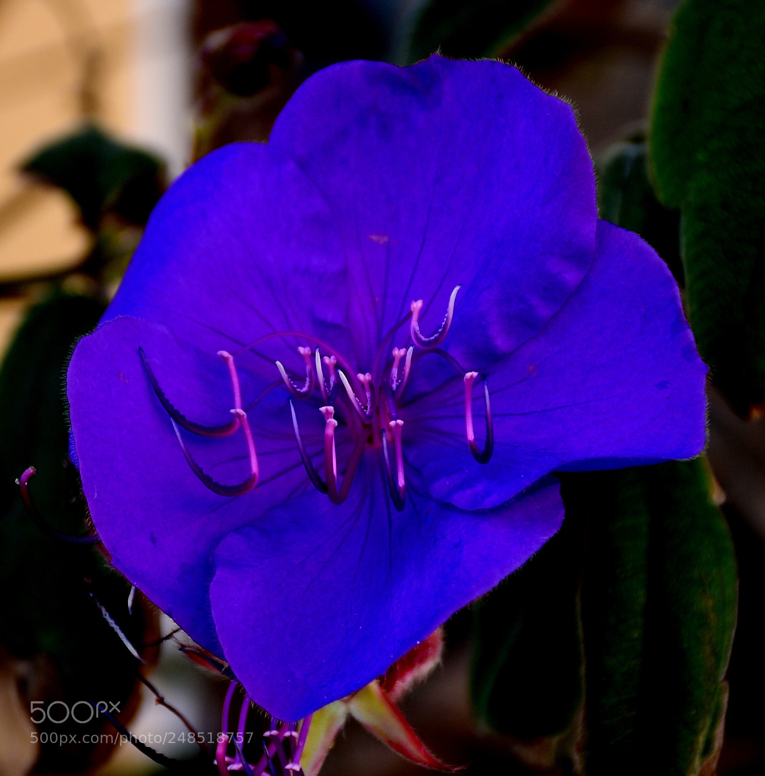 Nikon D7200 sample photo. Blue flower in the photography