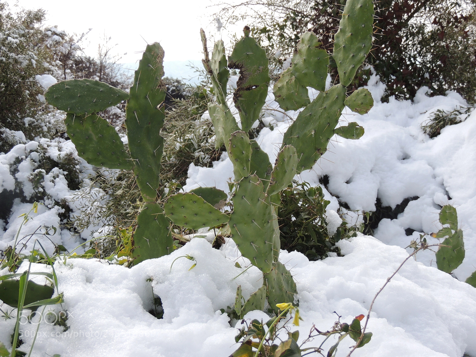 Nikon Coolpix P510 sample photo. Cactus sous la neige photography