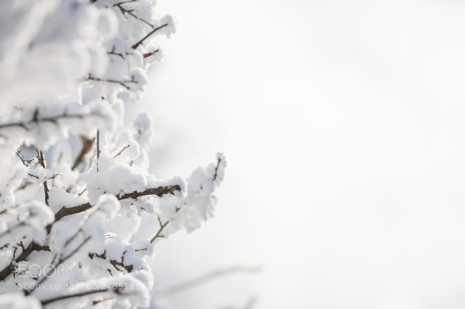 Nikon D7200 sample photo. Frozen branches photography