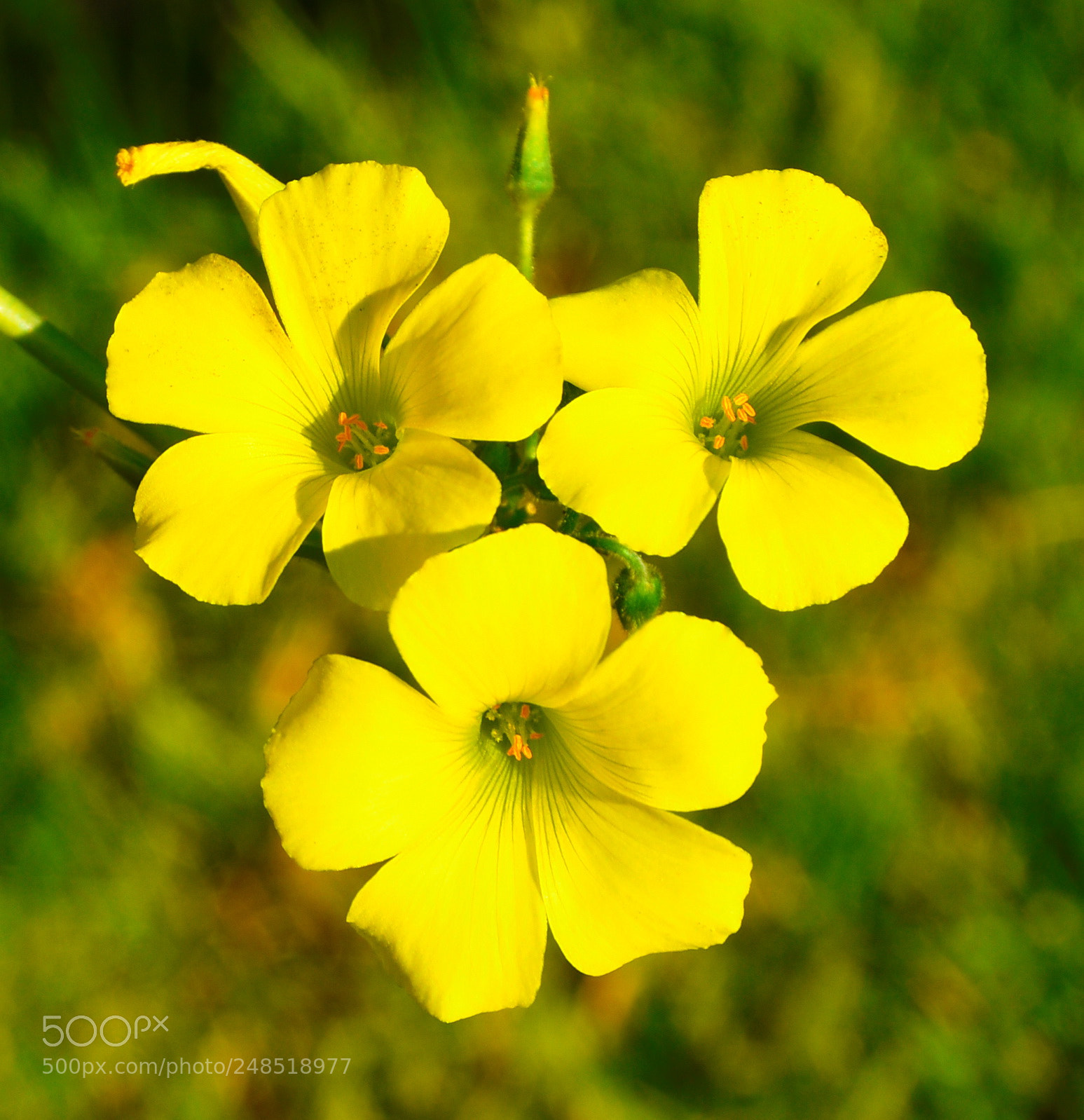 Nikon D7200 sample photo. Three yellow daisies photography