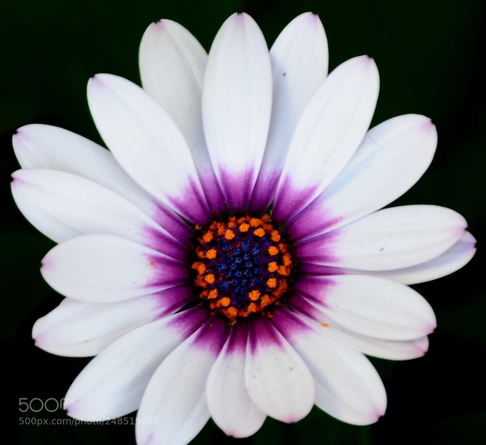 Nikon D7200 sample photo. White and purple daisy photography
