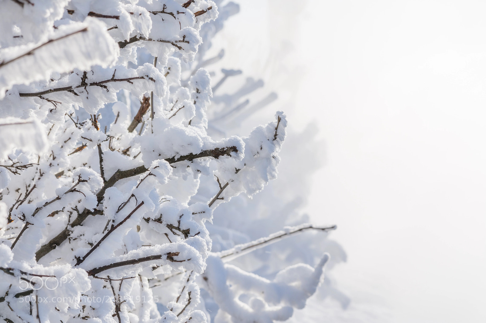 Nikon D7200 sample photo. Frozen branches photography