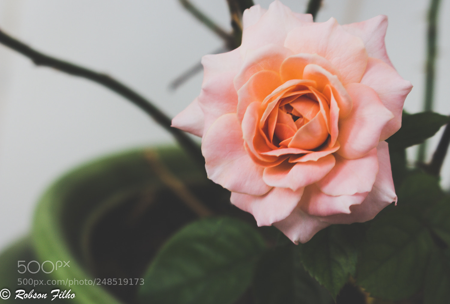 Canon EOS 700D (EOS Rebel T5i / EOS Kiss X7i) sample photo. Rose. photography