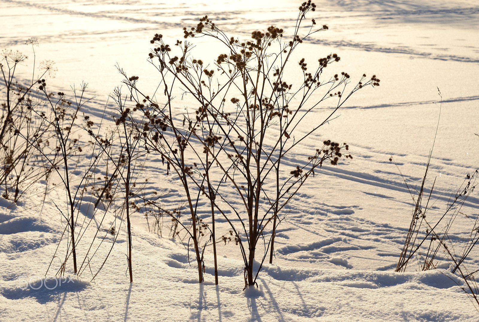 Nikon D610 sample photo. Dry burdock bushes at winter. photography