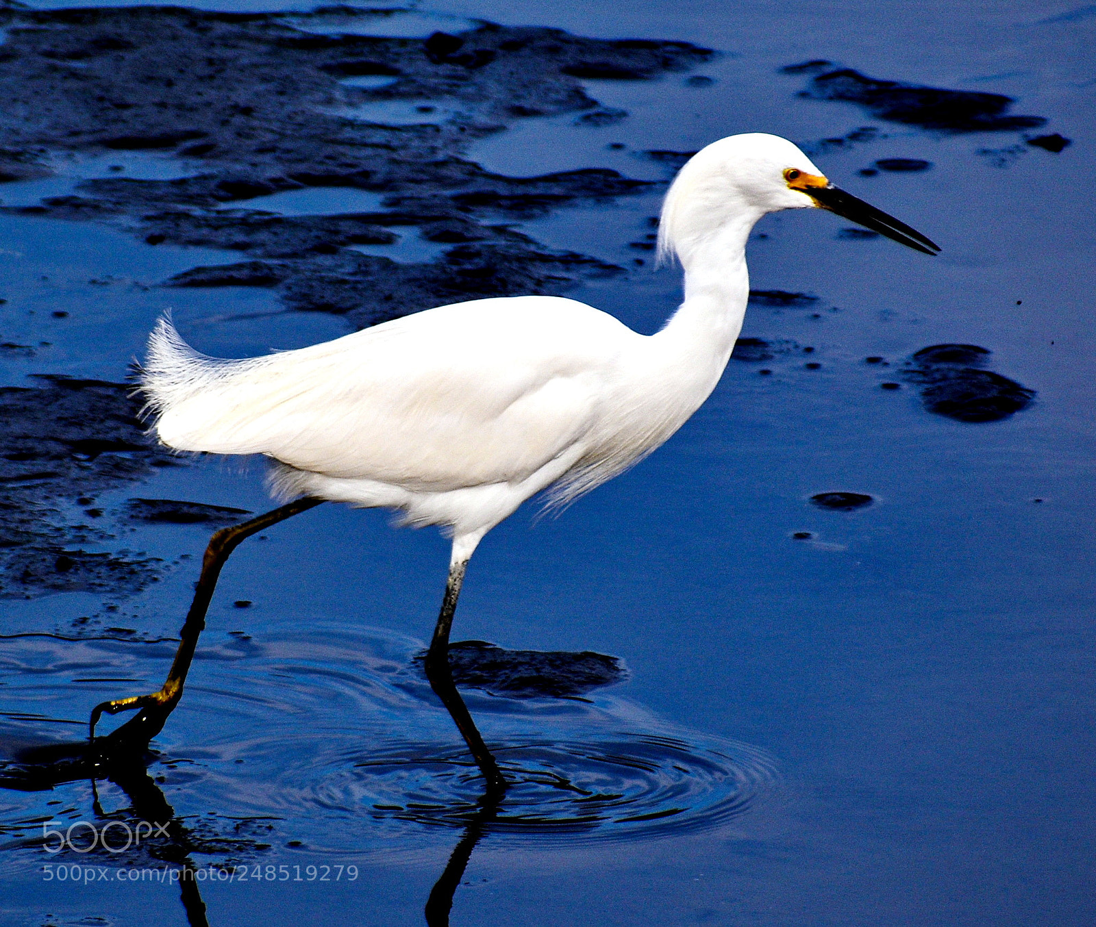Nikon D7200 sample photo. White egret walking in photography