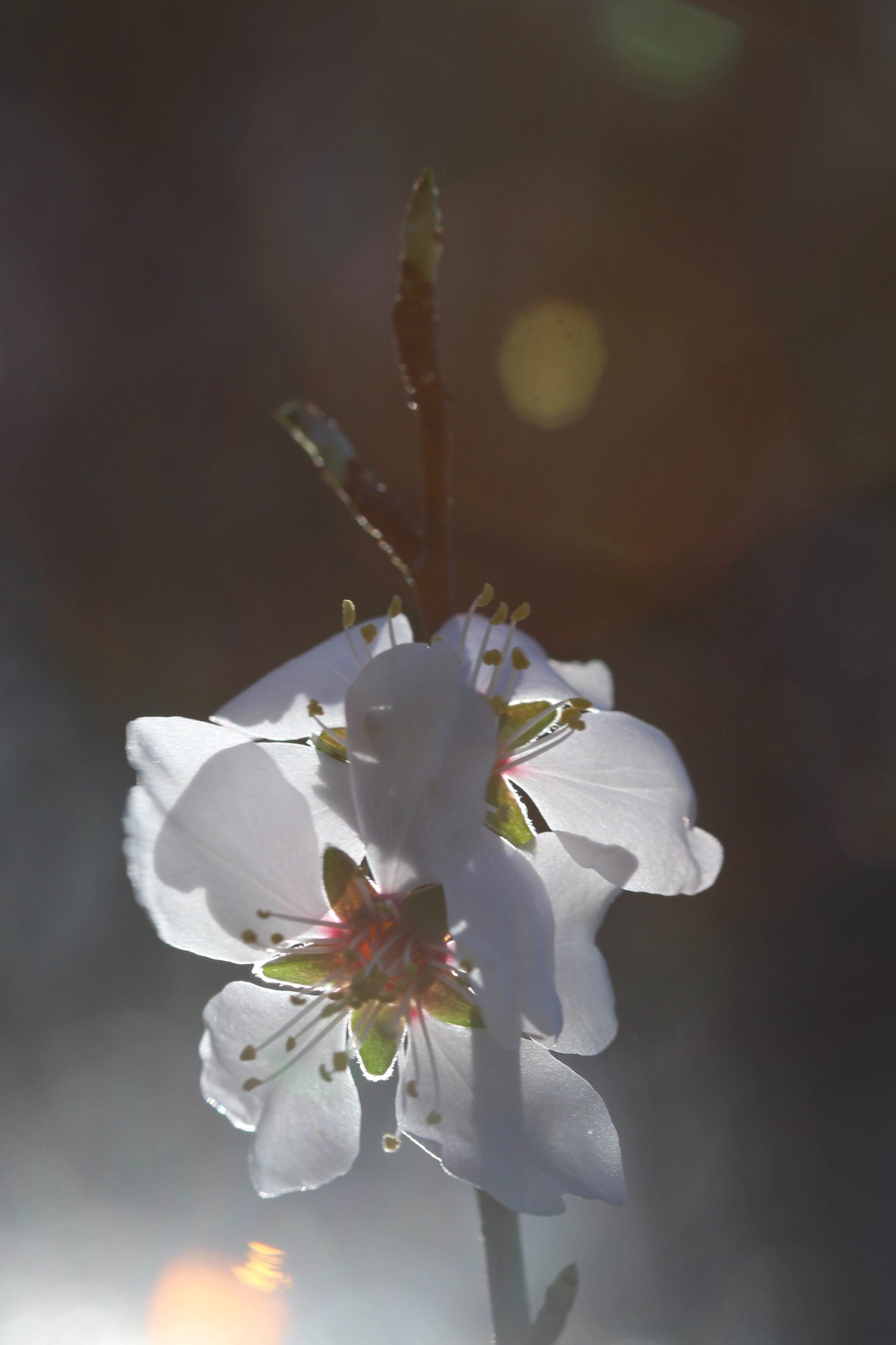 Canon EF 100mm F2.8 Macro USM sample photo. Spring is in the air photography
