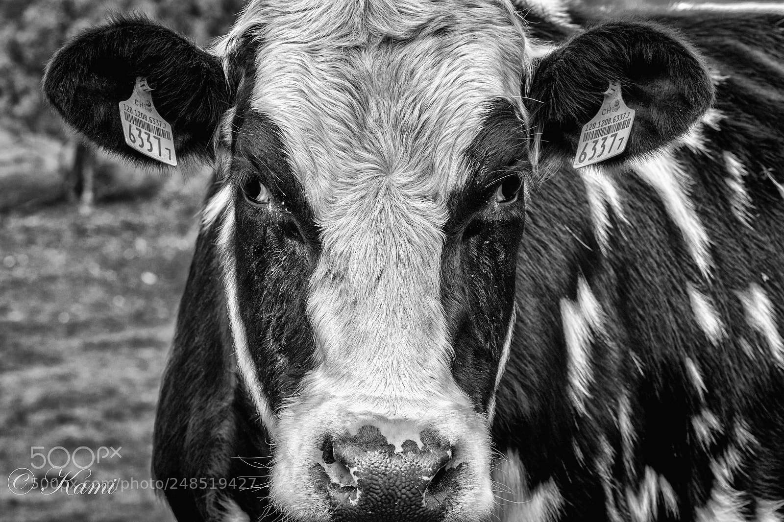 Canon EOS 77D (EOS 9000D / EOS 770D) sample photo. Angry look in black photography