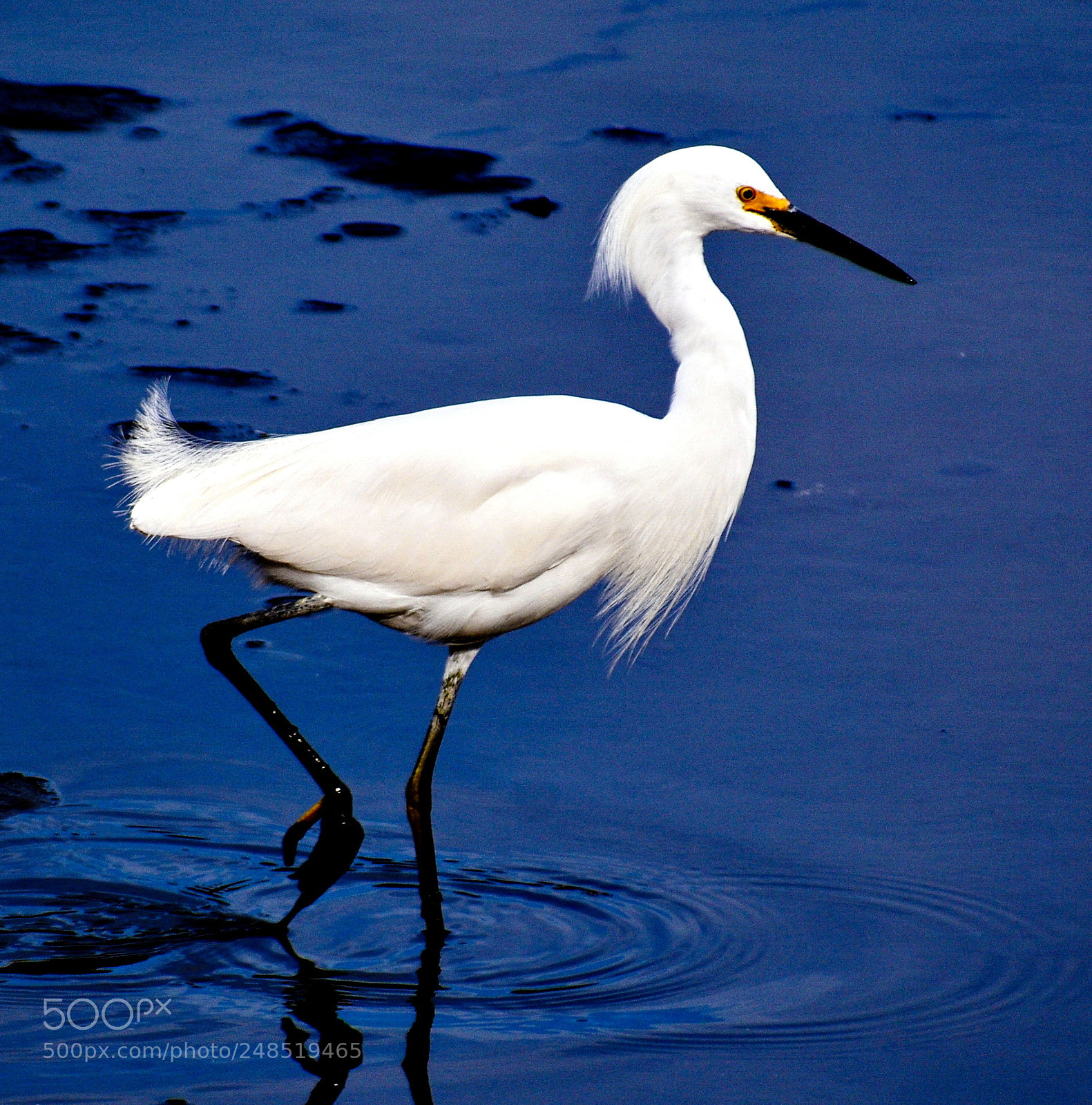 Nikon D7200 sample photo. White egret walking in photography