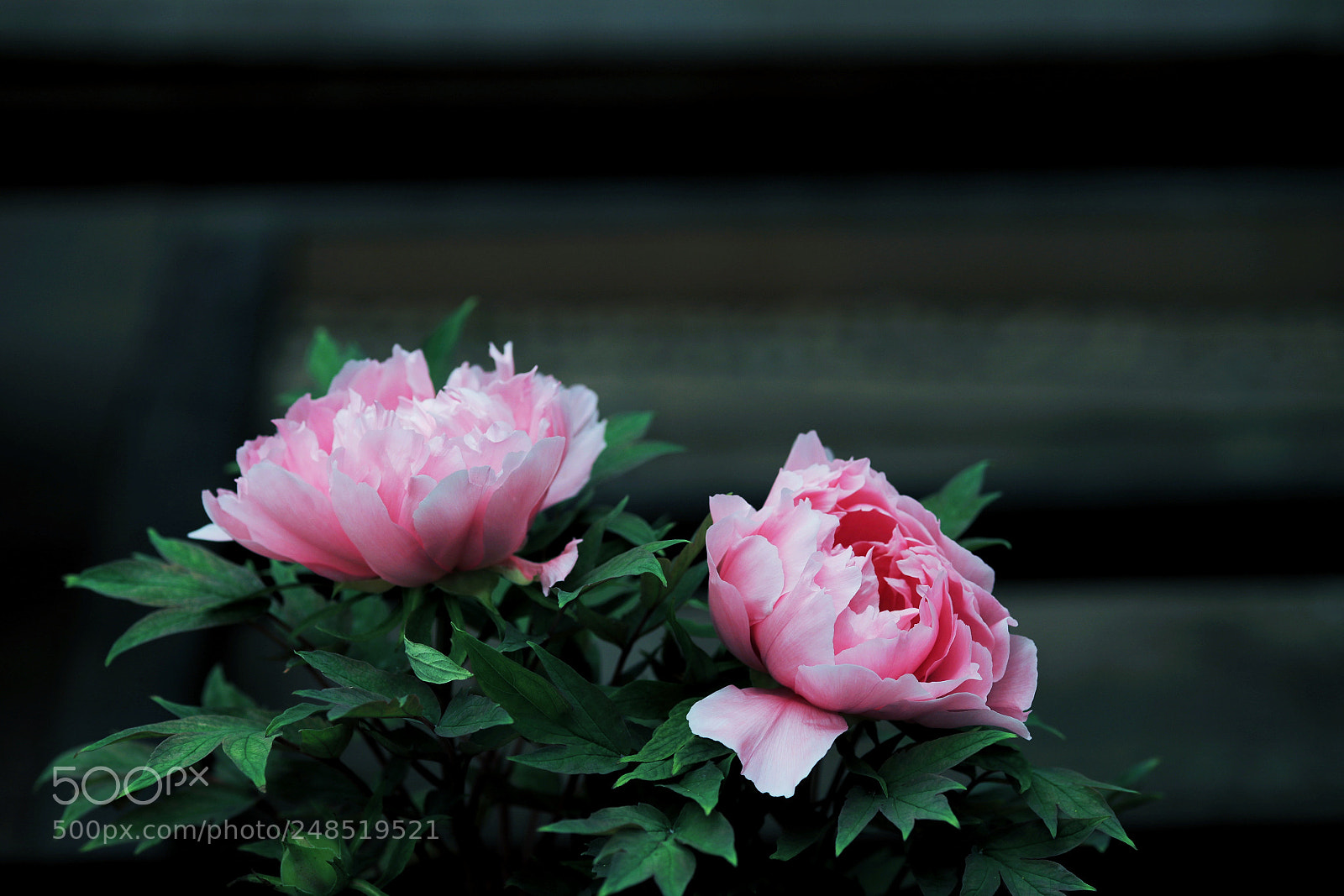 Canon EOS-1D X Mark II sample photo. Untitled photography