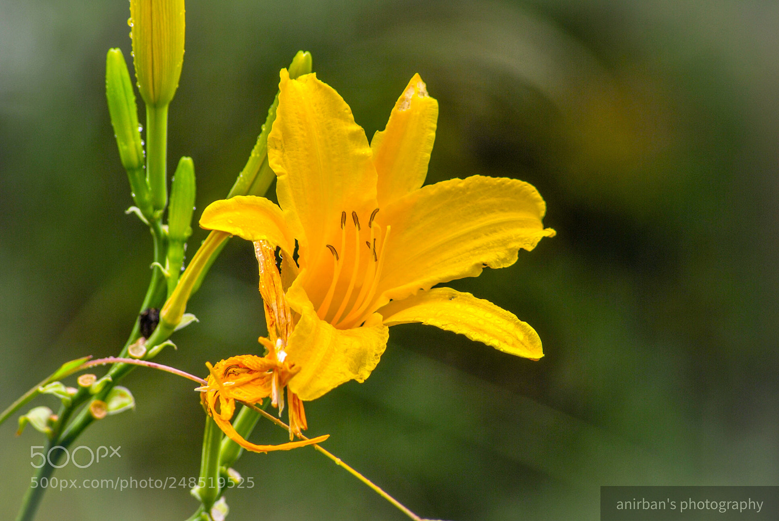 Nikon D3000 sample photo. Bloomed photography