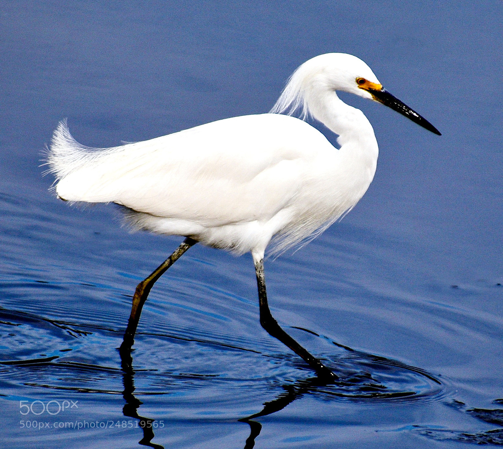 Nikon D7200 sample photo. White egret walking in photography