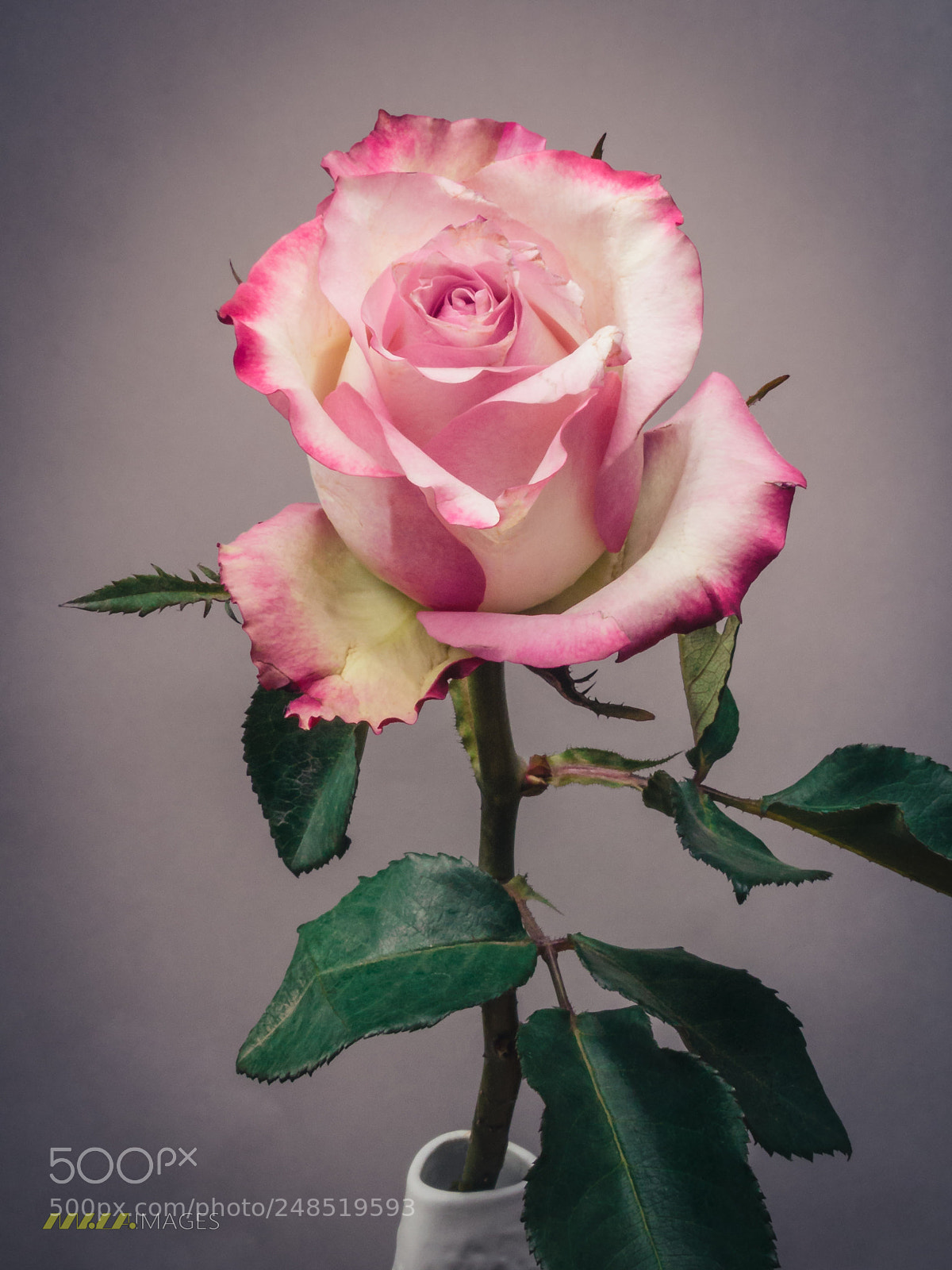Panasonic Lumix DMC-FZ200 sample photo. Antique pink and white photography