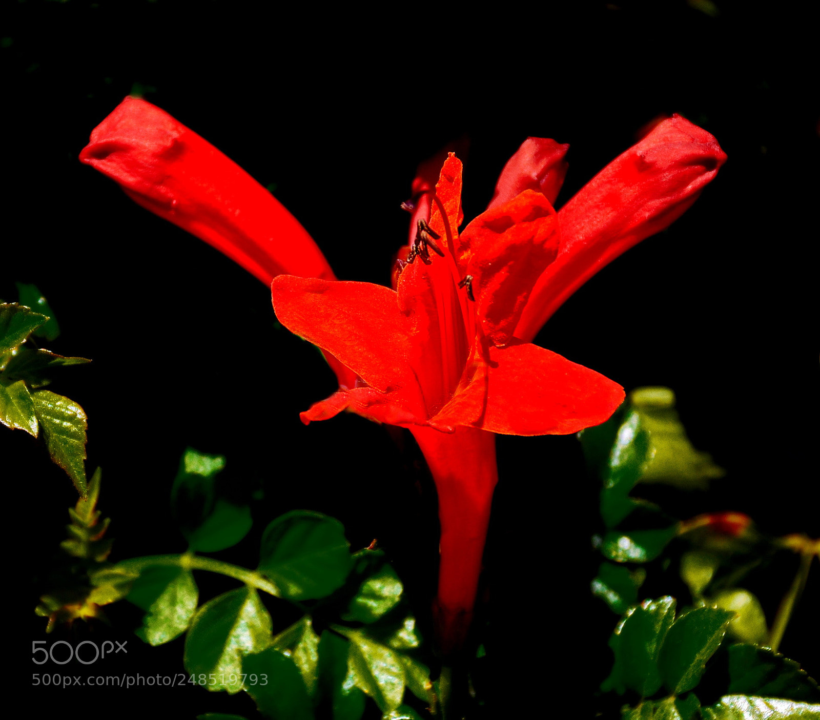 Nikon D7200 sample photo. Red flower in the photography
