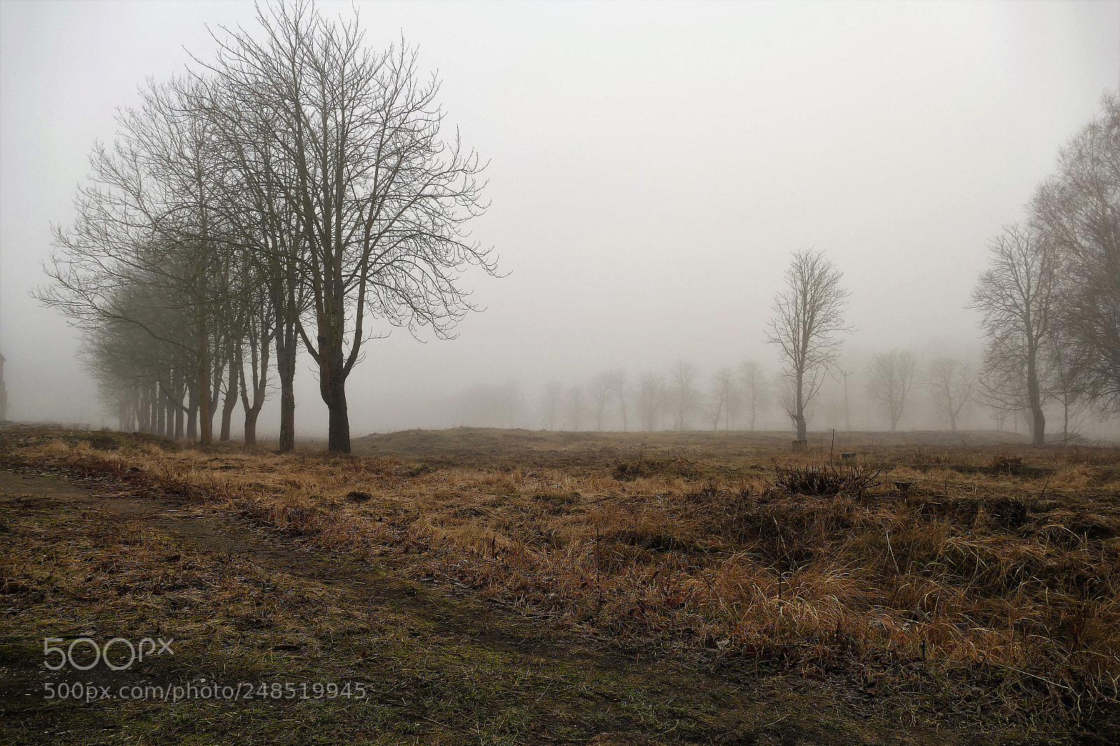 Panasonic Lumix DMC-FZ1000 sample photo. Fog photography