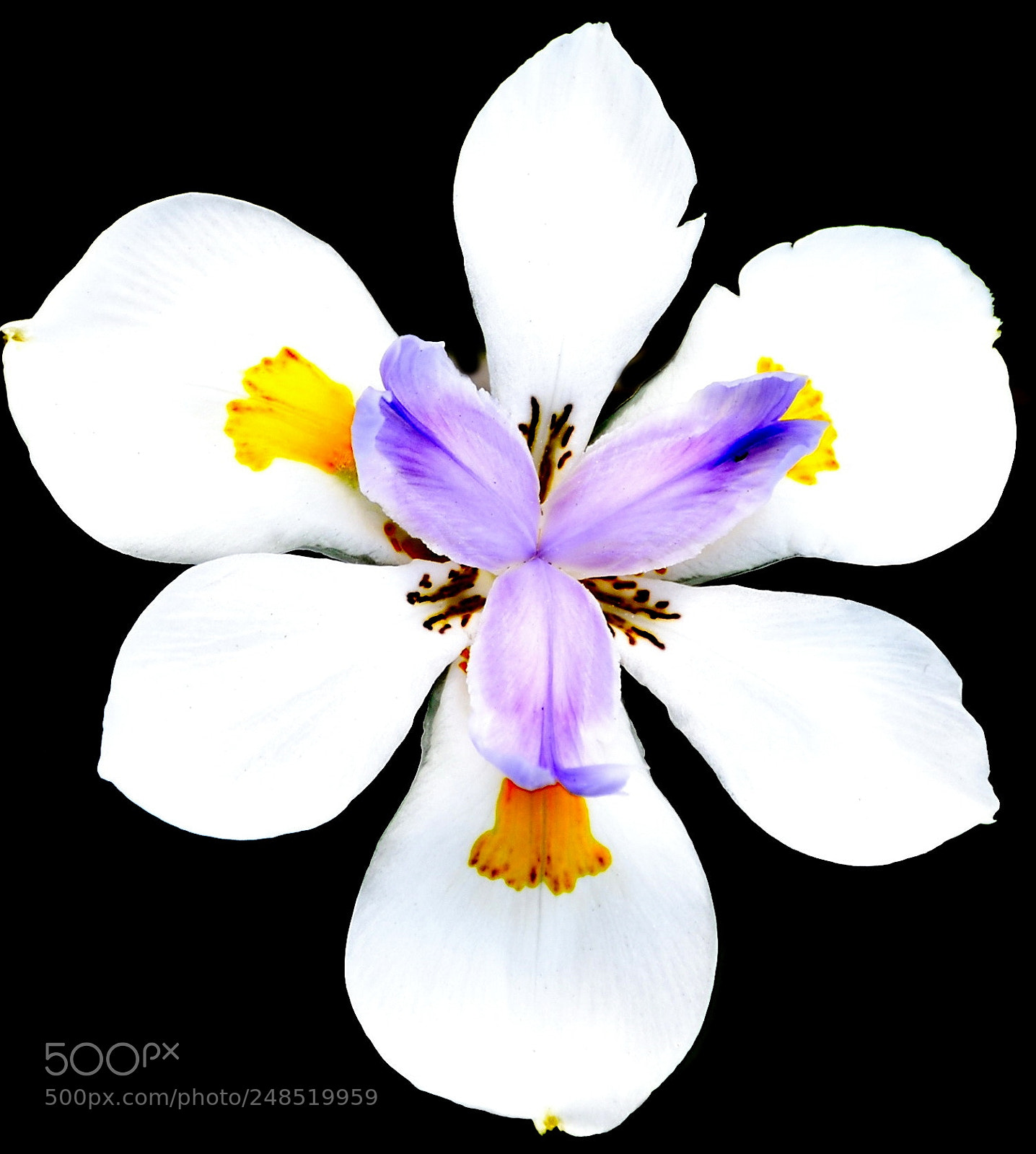 Nikon D7200 sample photo. White iris in the photography
