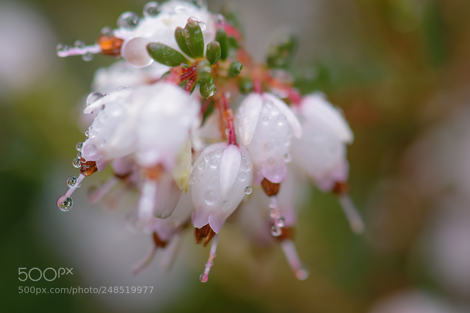 Nikon D5500 sample photo. Raindrops on heather photography