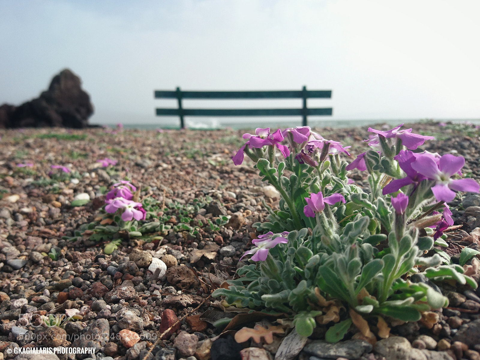 Sony Xperia Z5 sample photo. Untitled photography