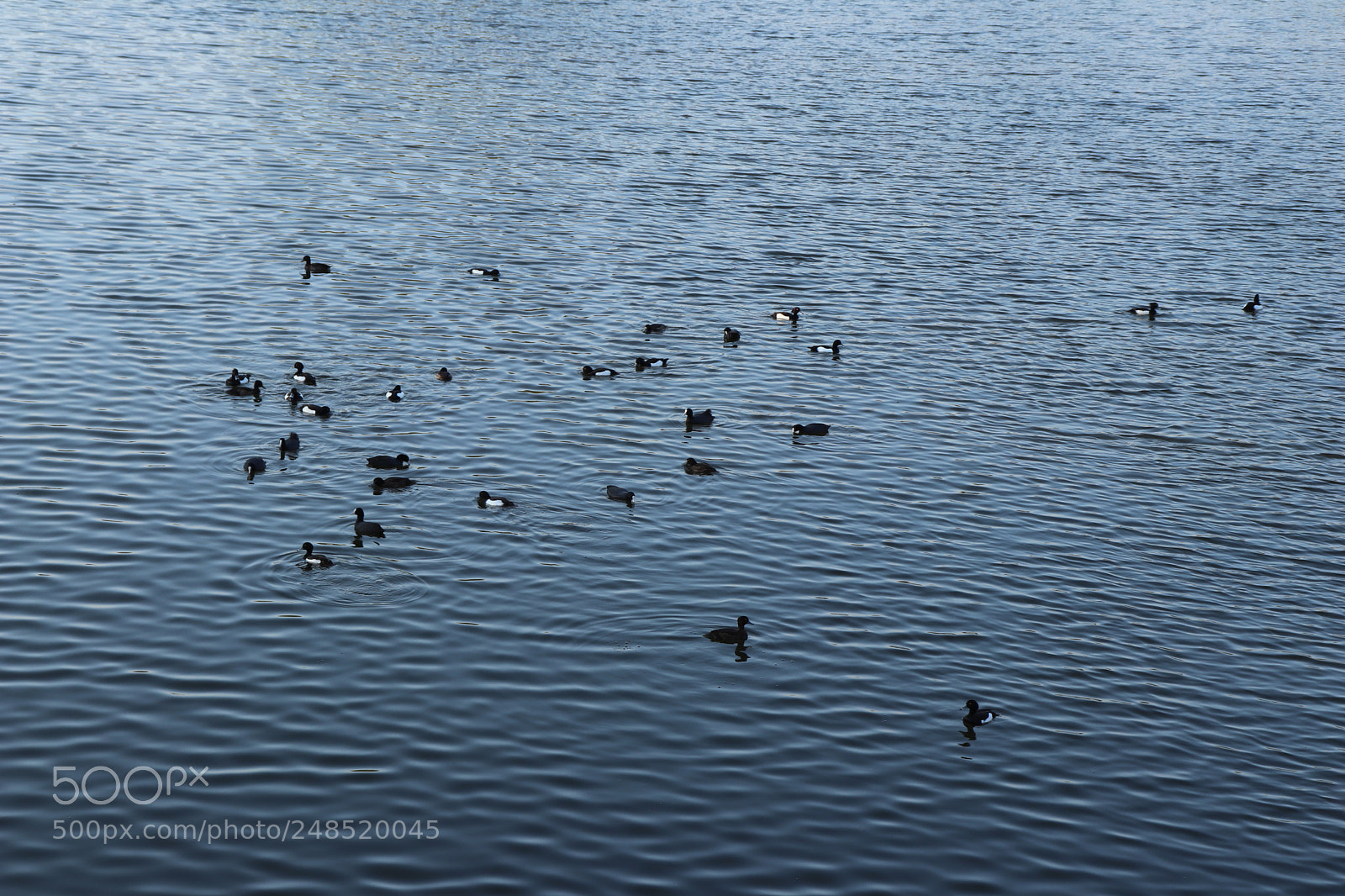 Canon EOS 200D (EOS Rebel SL2 / EOS Kiss X9) sample photo. Ducks in the water photography