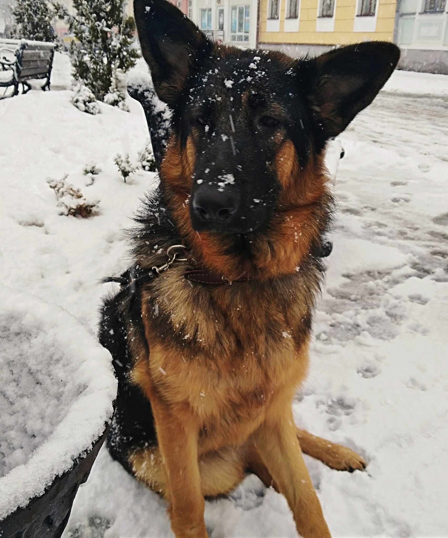 HUAWEI Y7 sample photo. Dog 07.03 photography