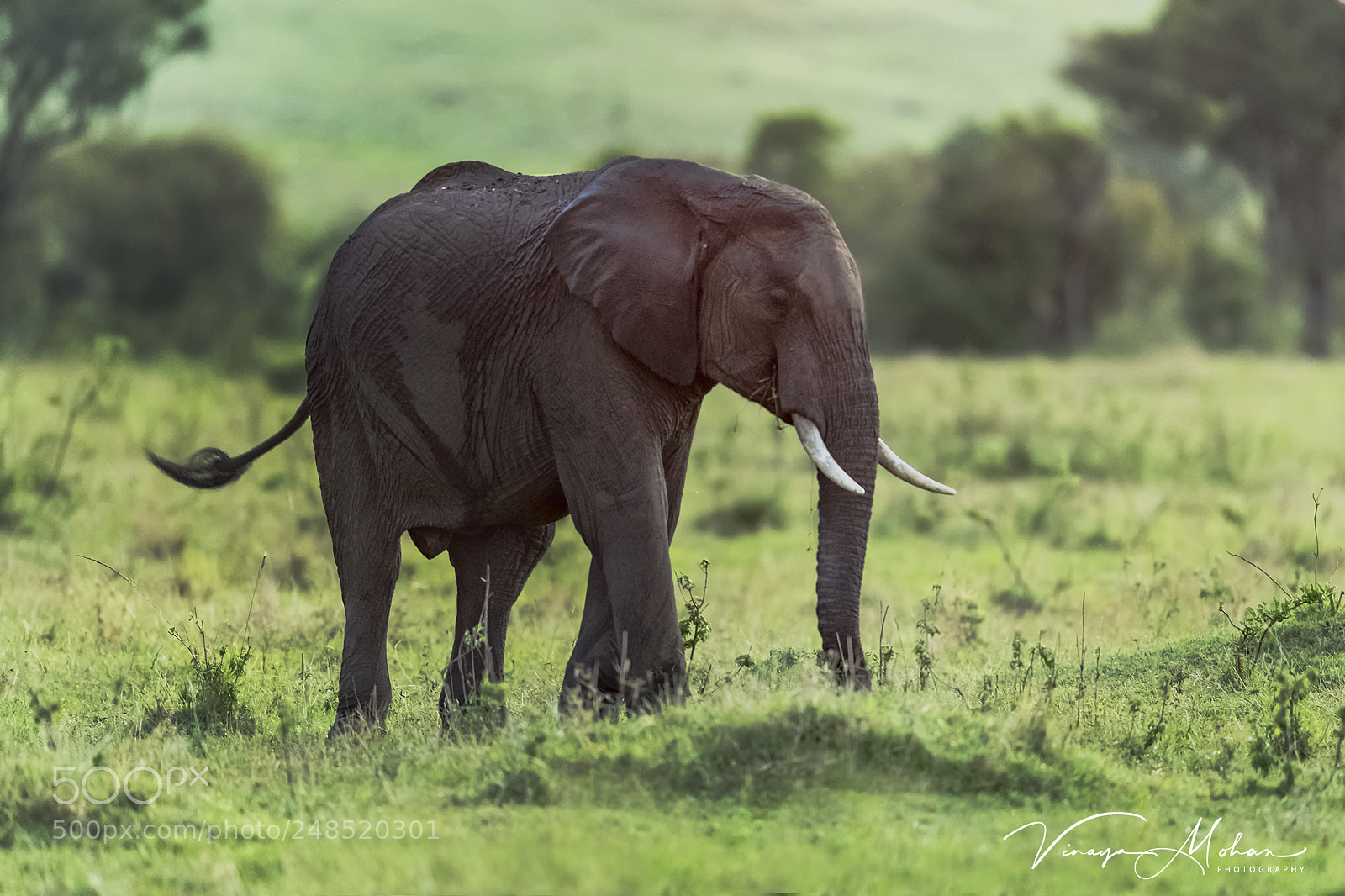 Nikon D5 sample photo. Elephant photography