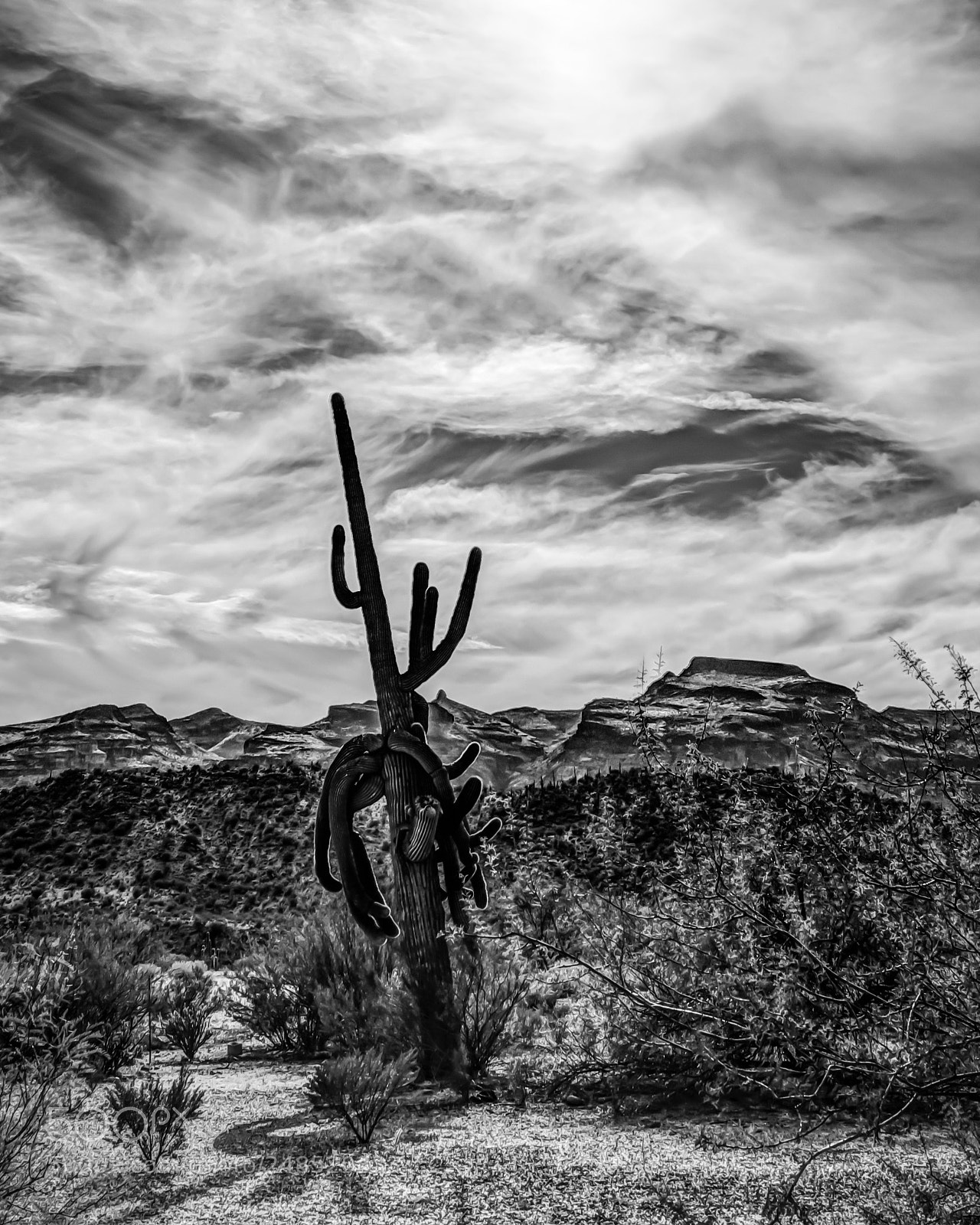 Nikon D5300 sample photo. Saguaro cactus photography