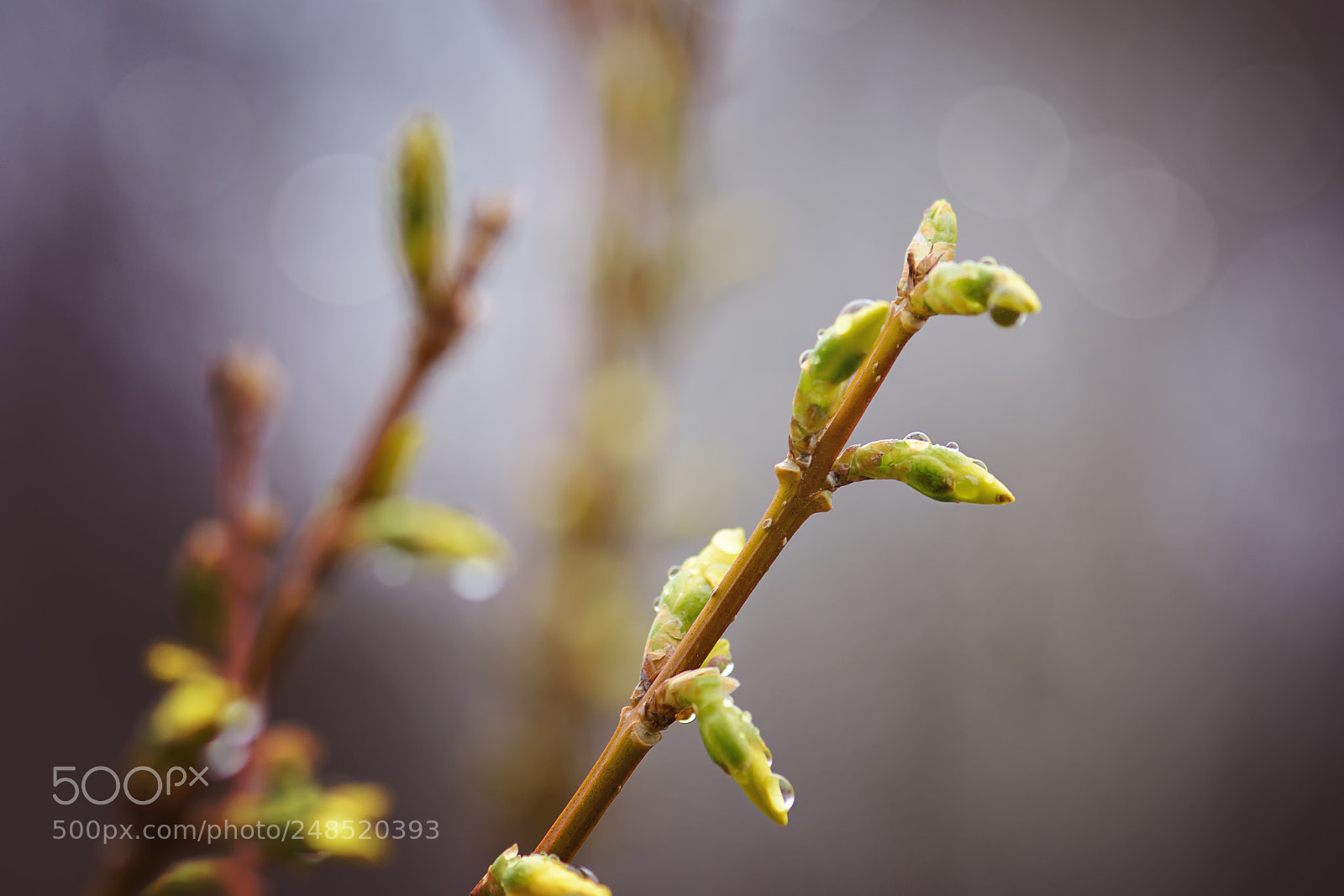 Nikon D5500 sample photo. Budding forsythia photography
